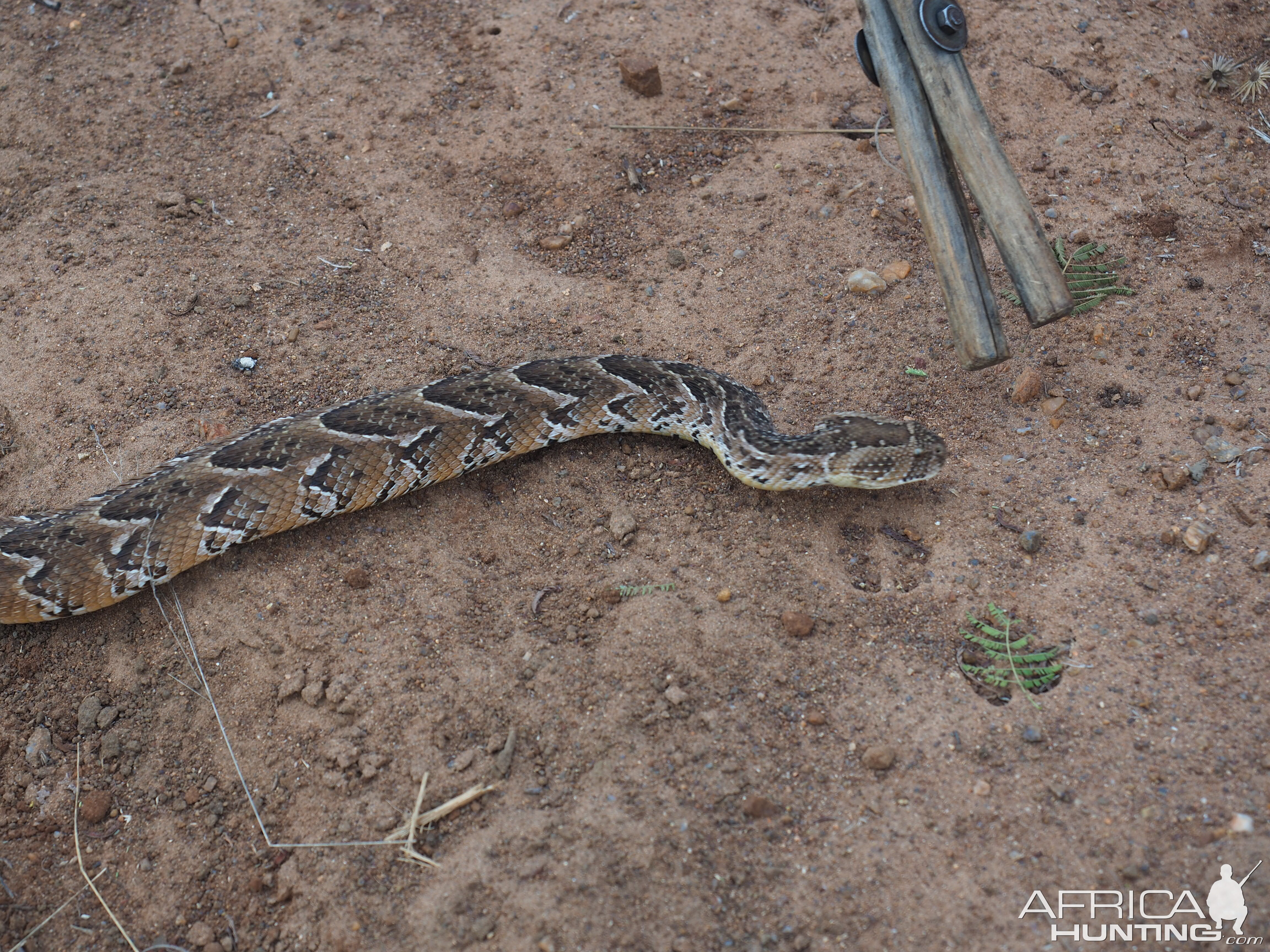 Puff Adder Zimbabwe