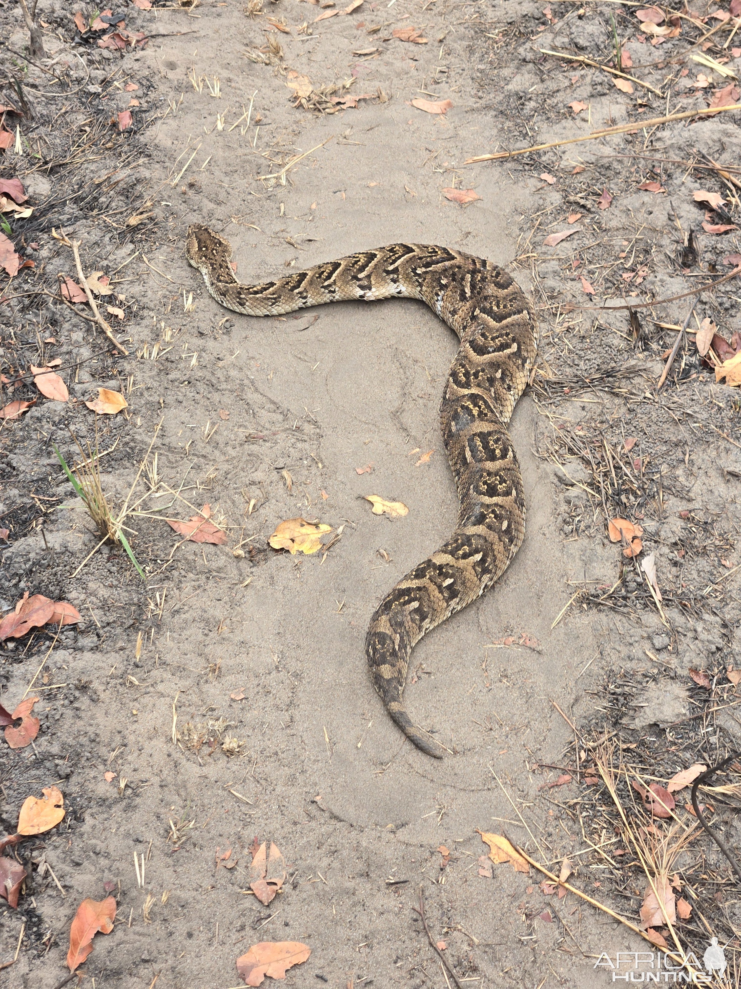 Puffadder Hunt Tanzania