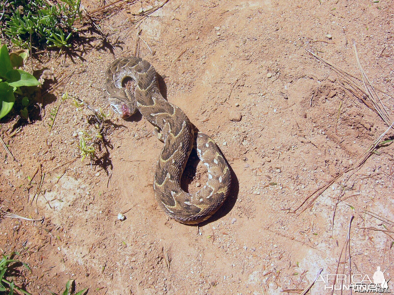 Puffadder in Namibia