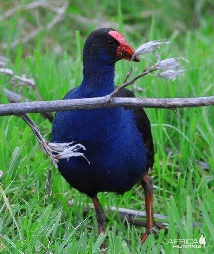 Pukeko New Zealand