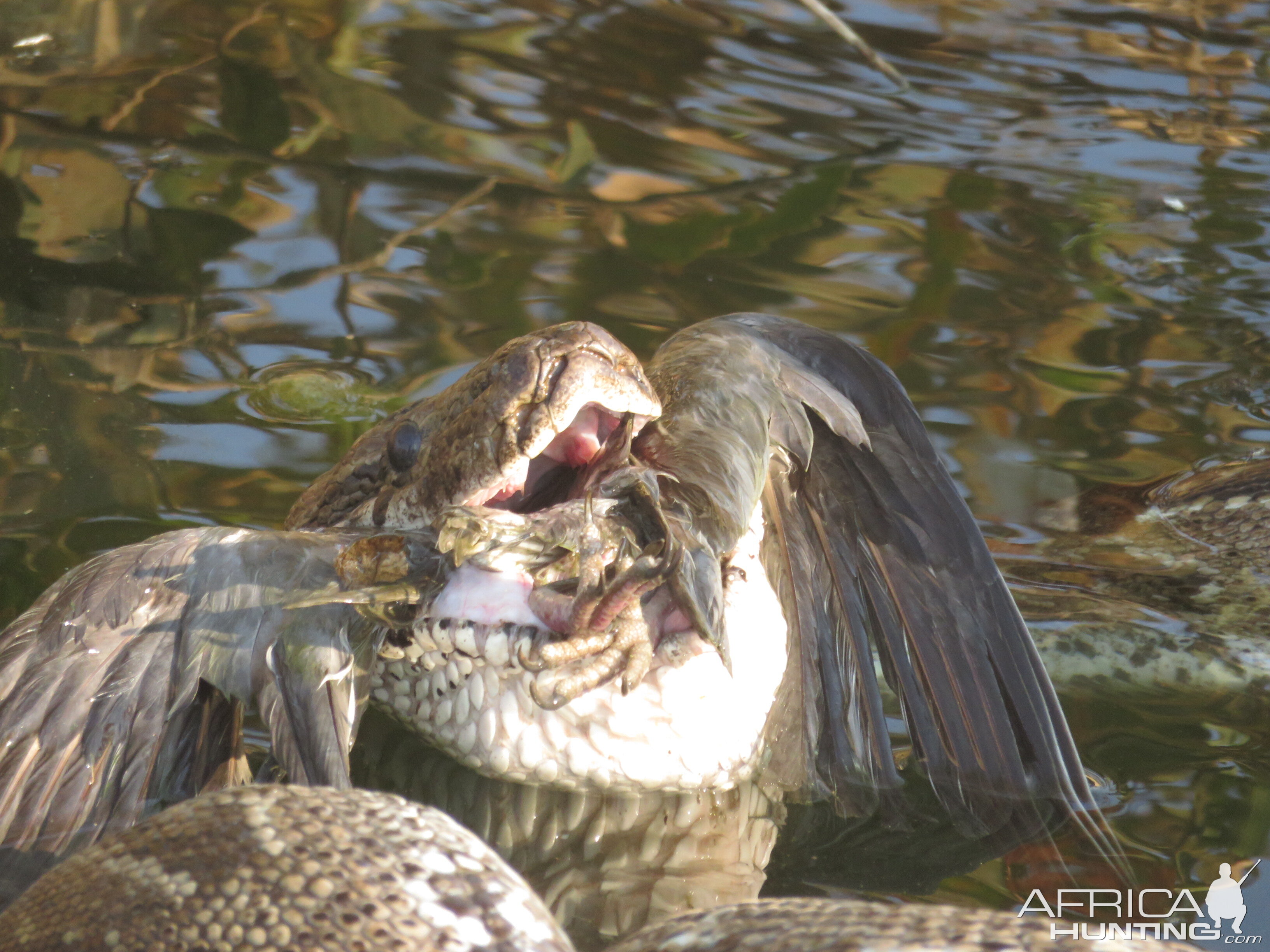 Python having a meal