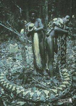 Python Hunt in Africa