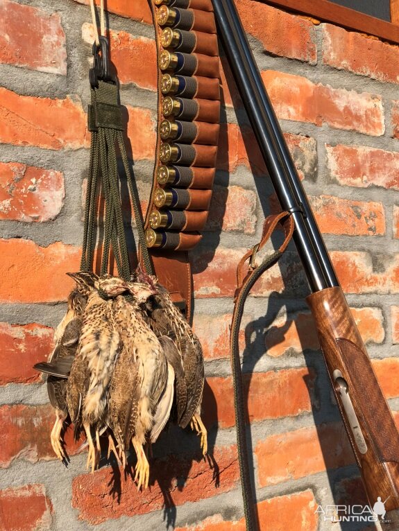 Quail Hunt Croatia