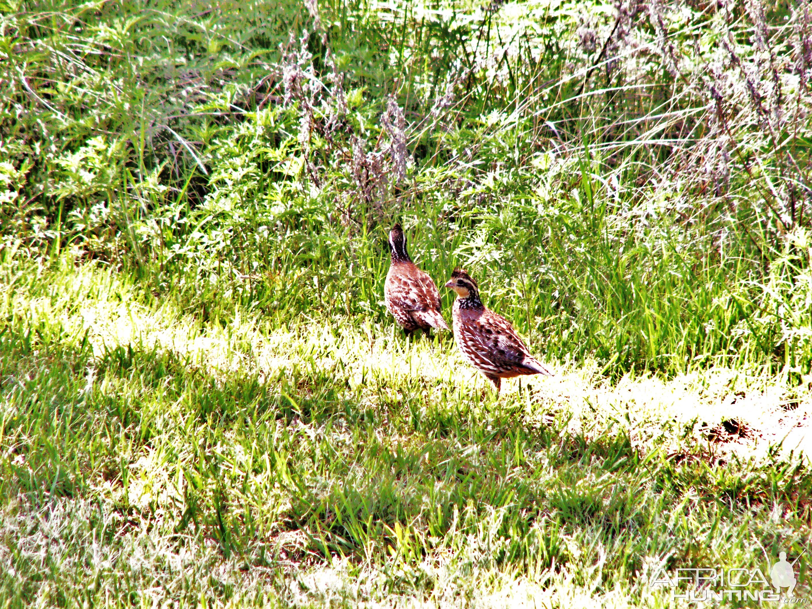 Quails