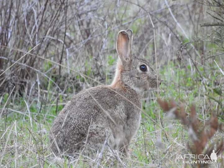 Rabbit