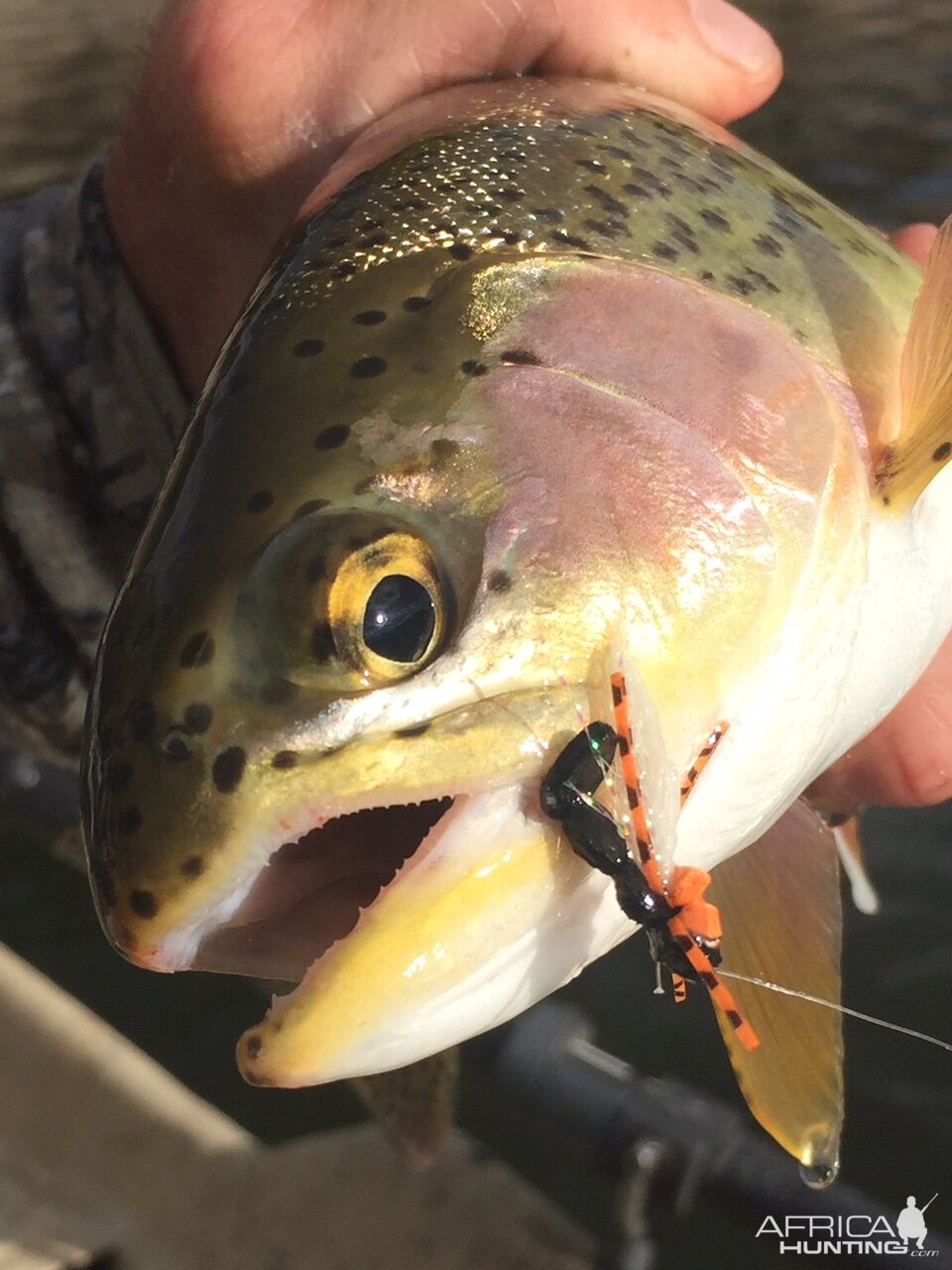 Rainbow Trout Fly Fishing Montana & Idaho USA