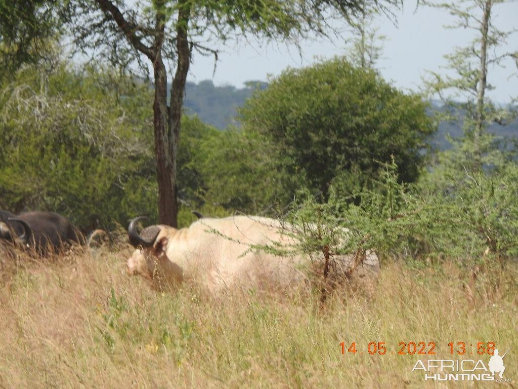 Rare White Buffalo