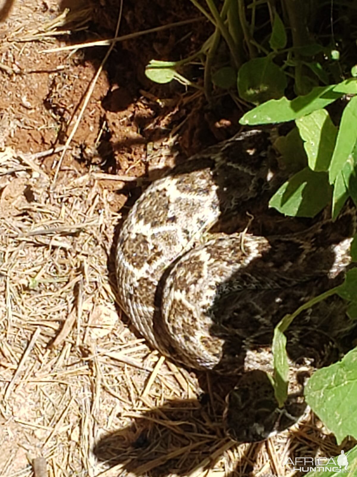 Rattlesnake Texas USA