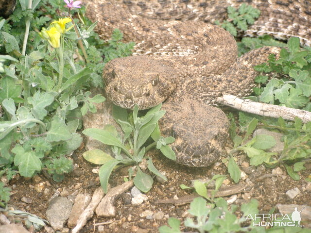 Rattlesnakes Arizona USA