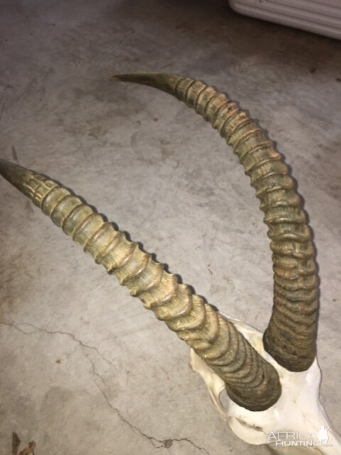 Re-conditioning Horns