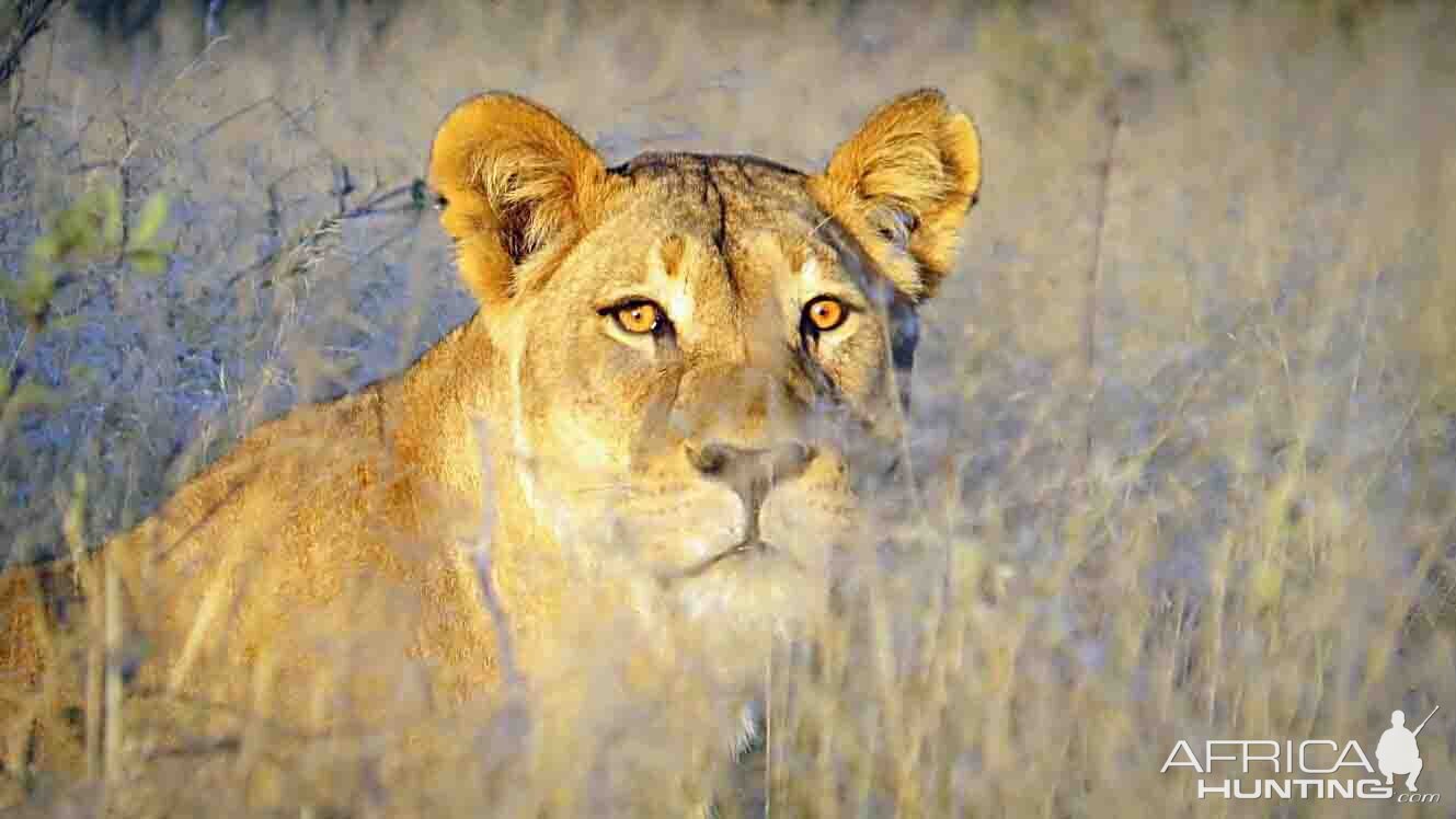 recent safari , Lioness in the morning light | AfricaHunting.com