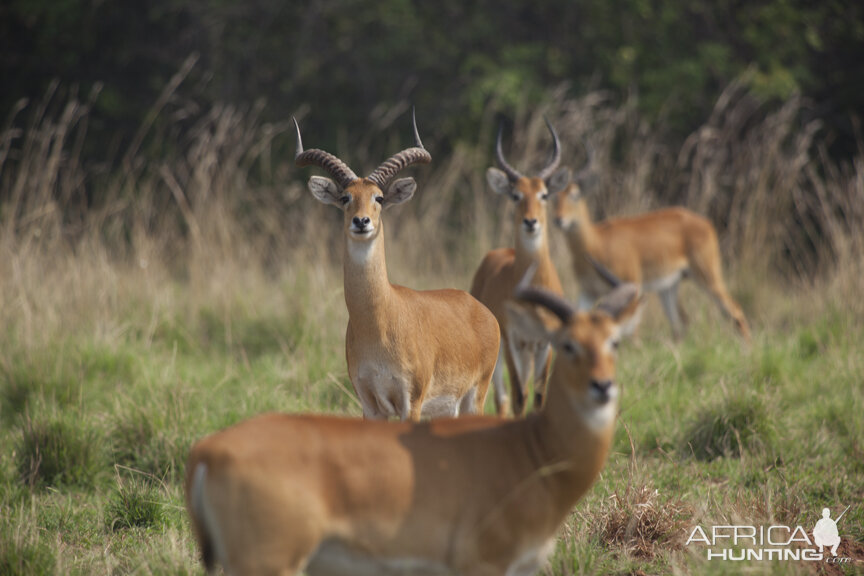 Record Kob in Uganda