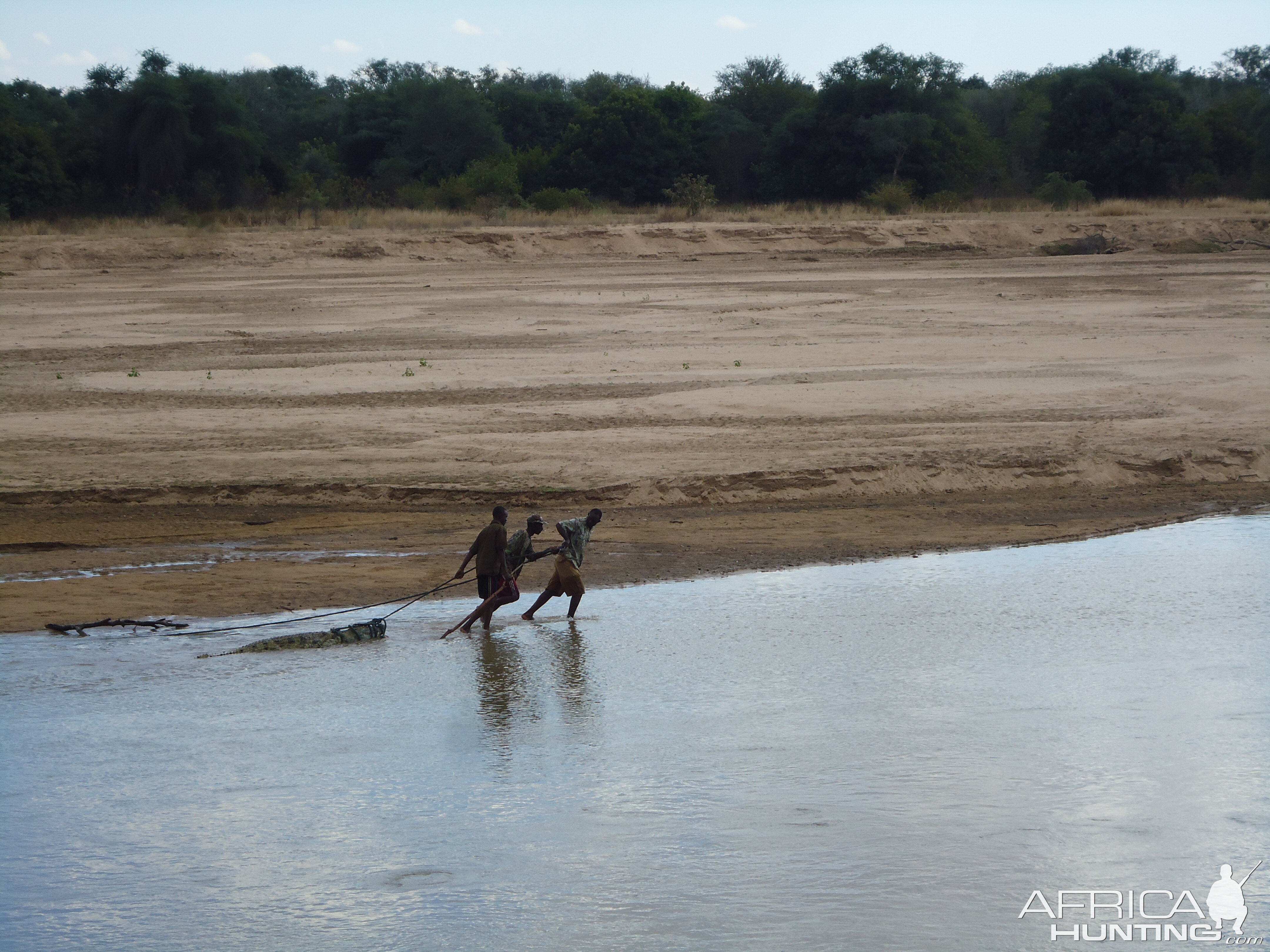 Recovering Crocodile from river Zambia