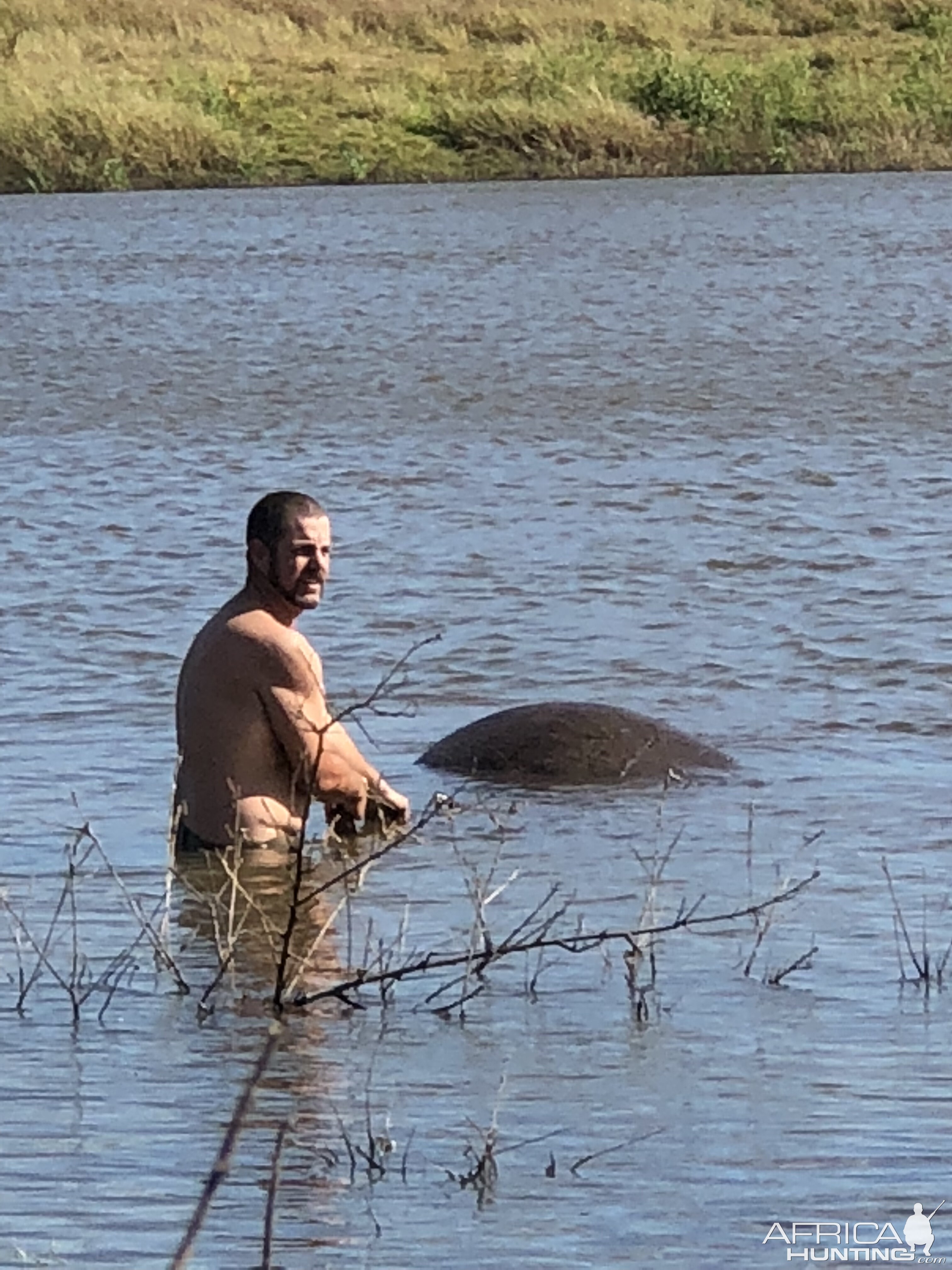 Recovering Hippo from Water