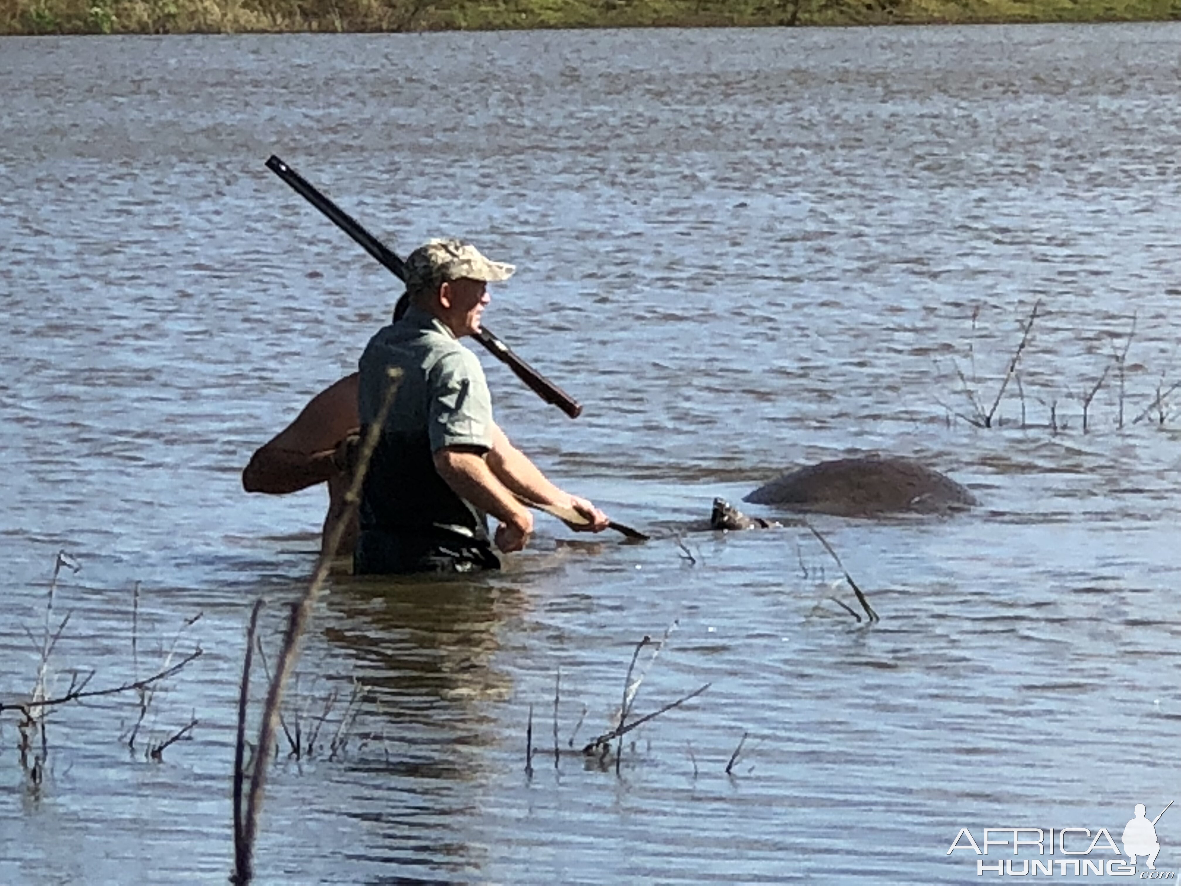 Recovering Hippo from Water