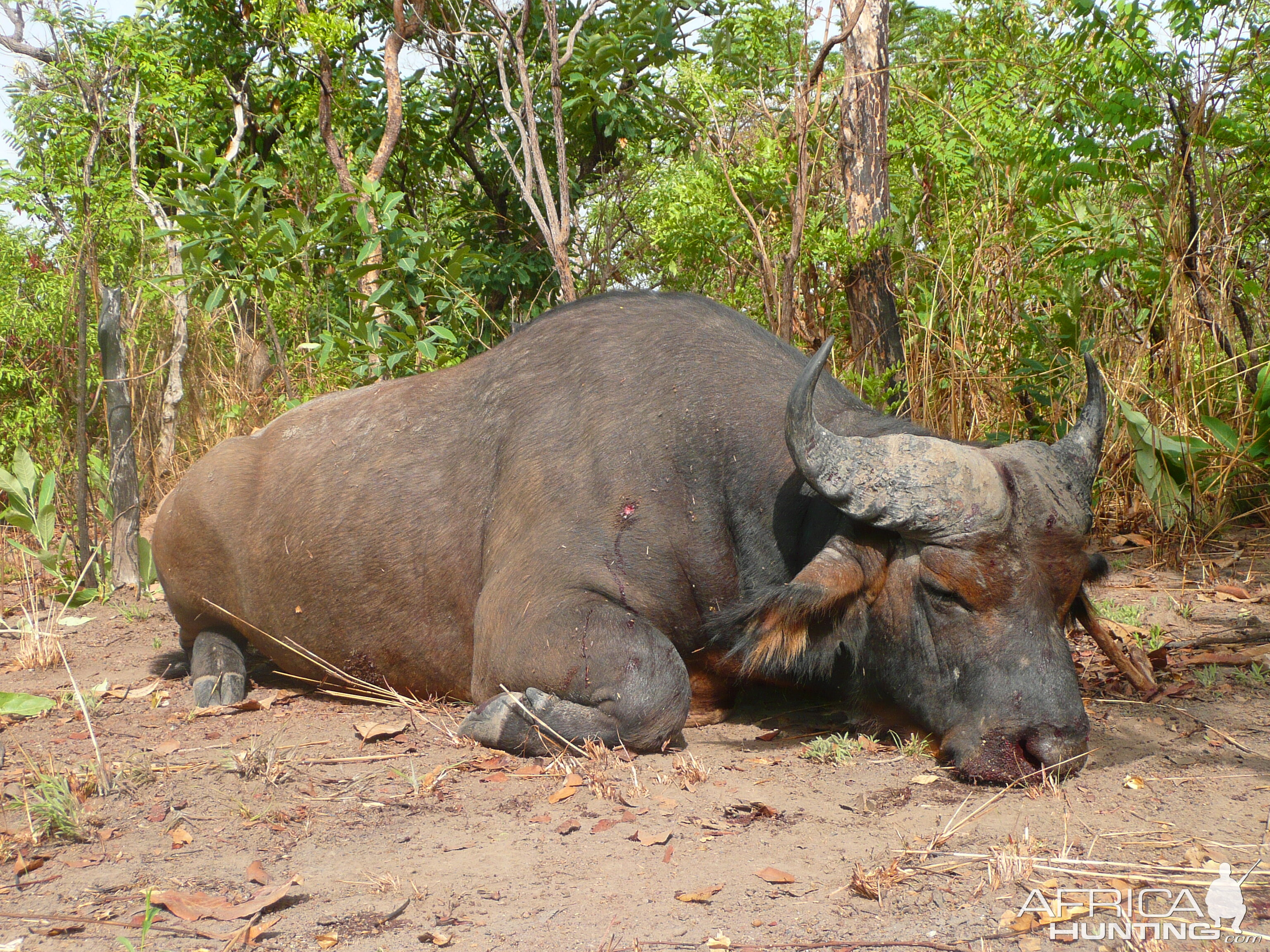 Red Buffalo bull from CAR