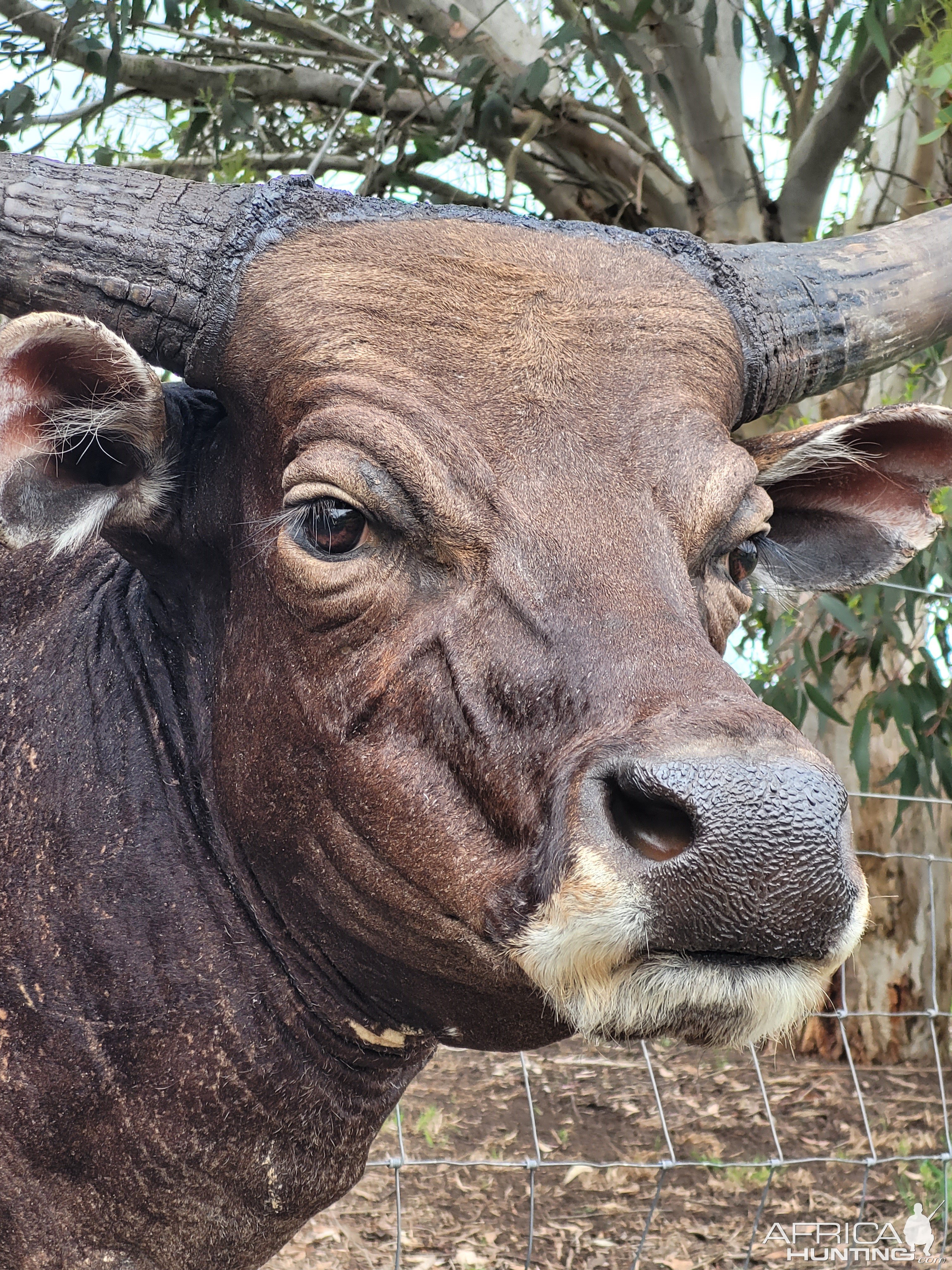 Red Bull Shoulder Mount Taxidermy