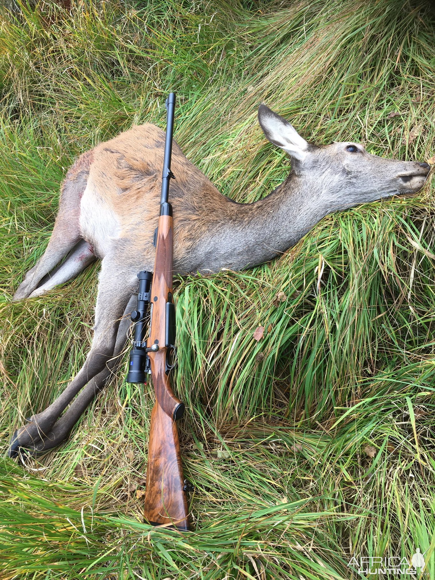 Red Deer Hunt