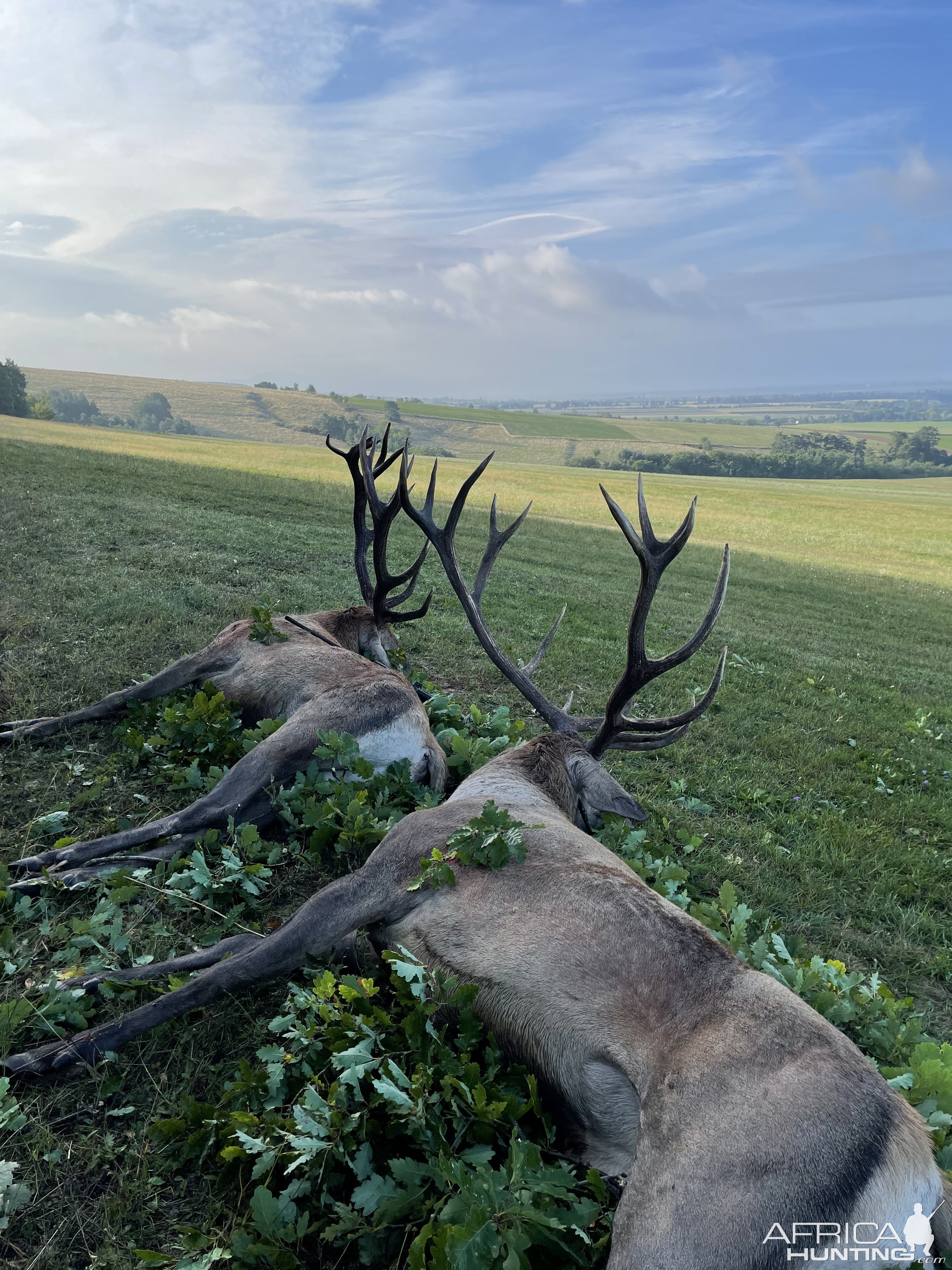 Red Deer