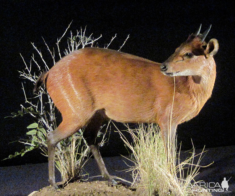 red duiker