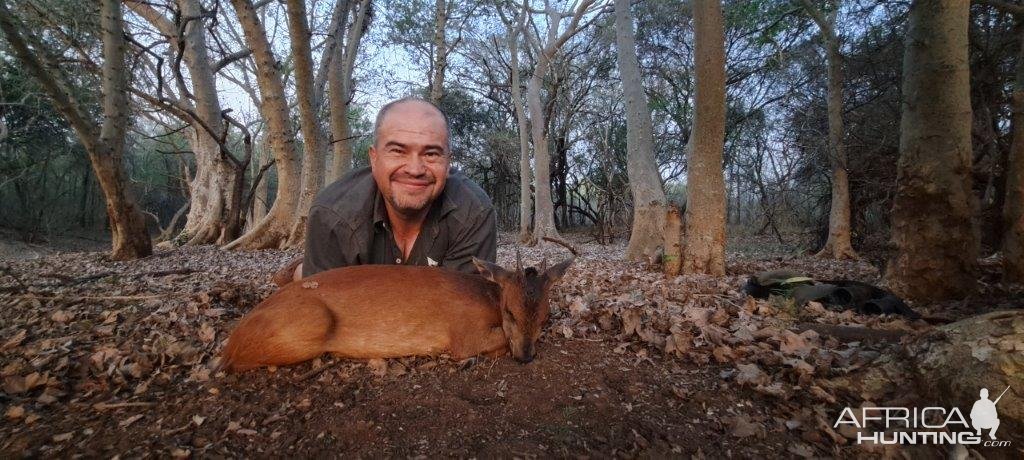 Red Duiker Hunting