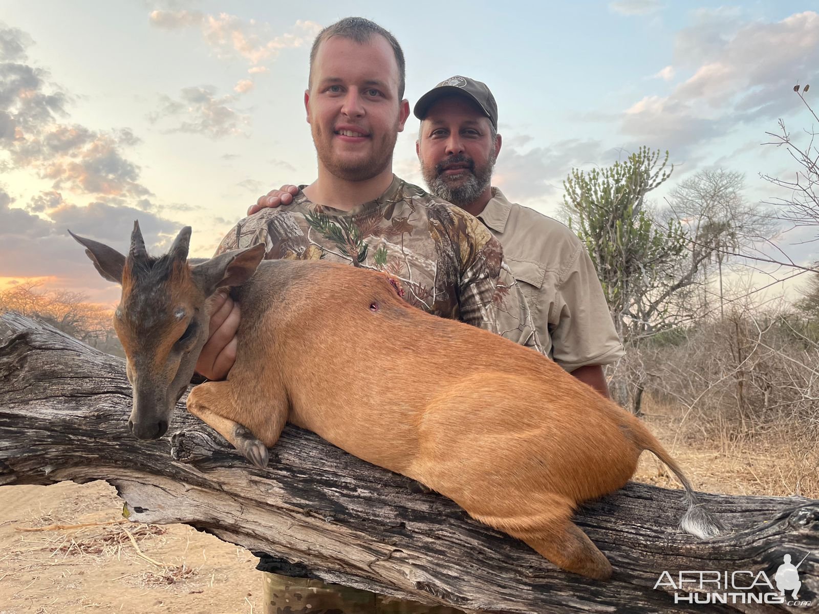 Red Duiker, Niassa Special Reserve, Block L9, Kwalata Safaris