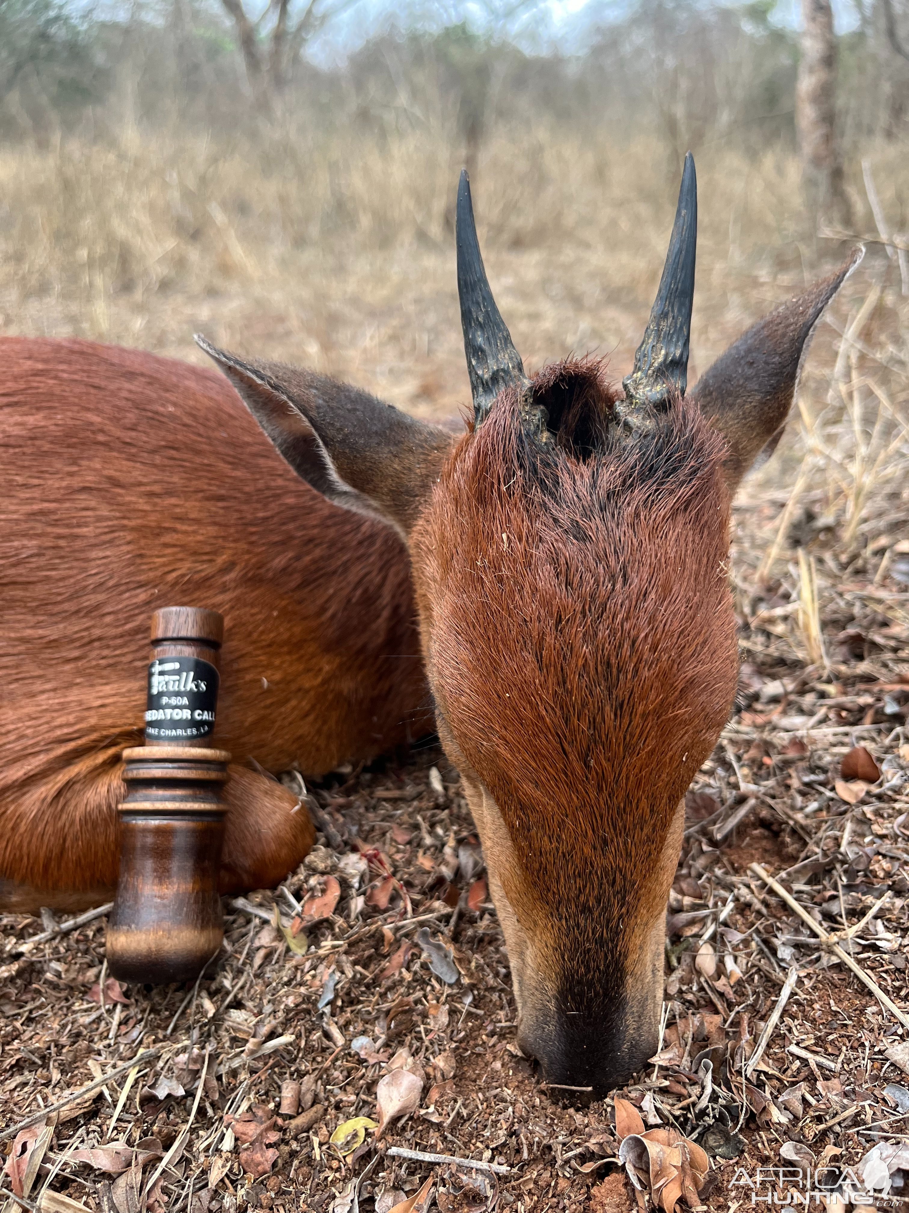 Red Duiker South Africa Hunt