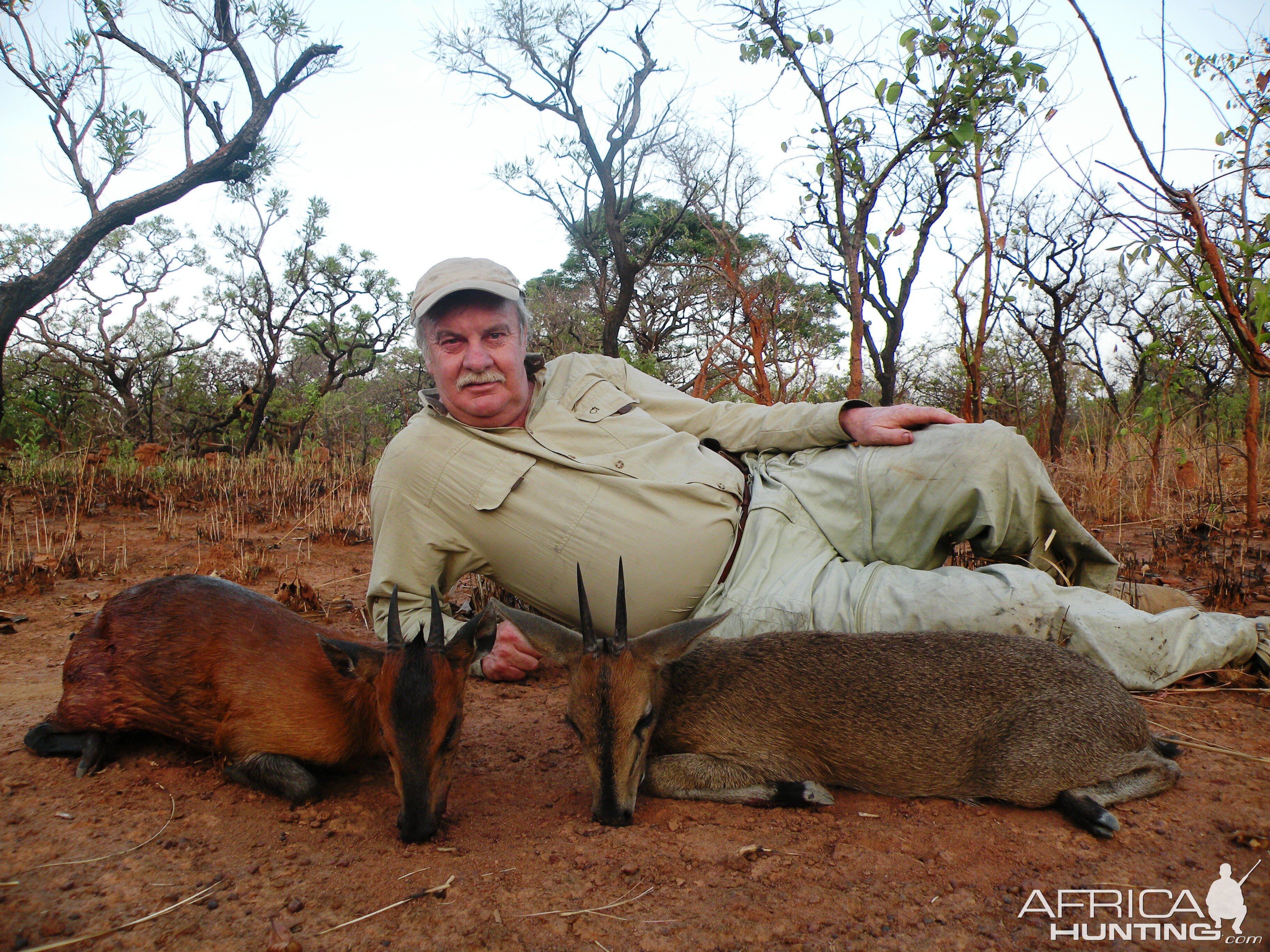 Red flanked and western bush duiker