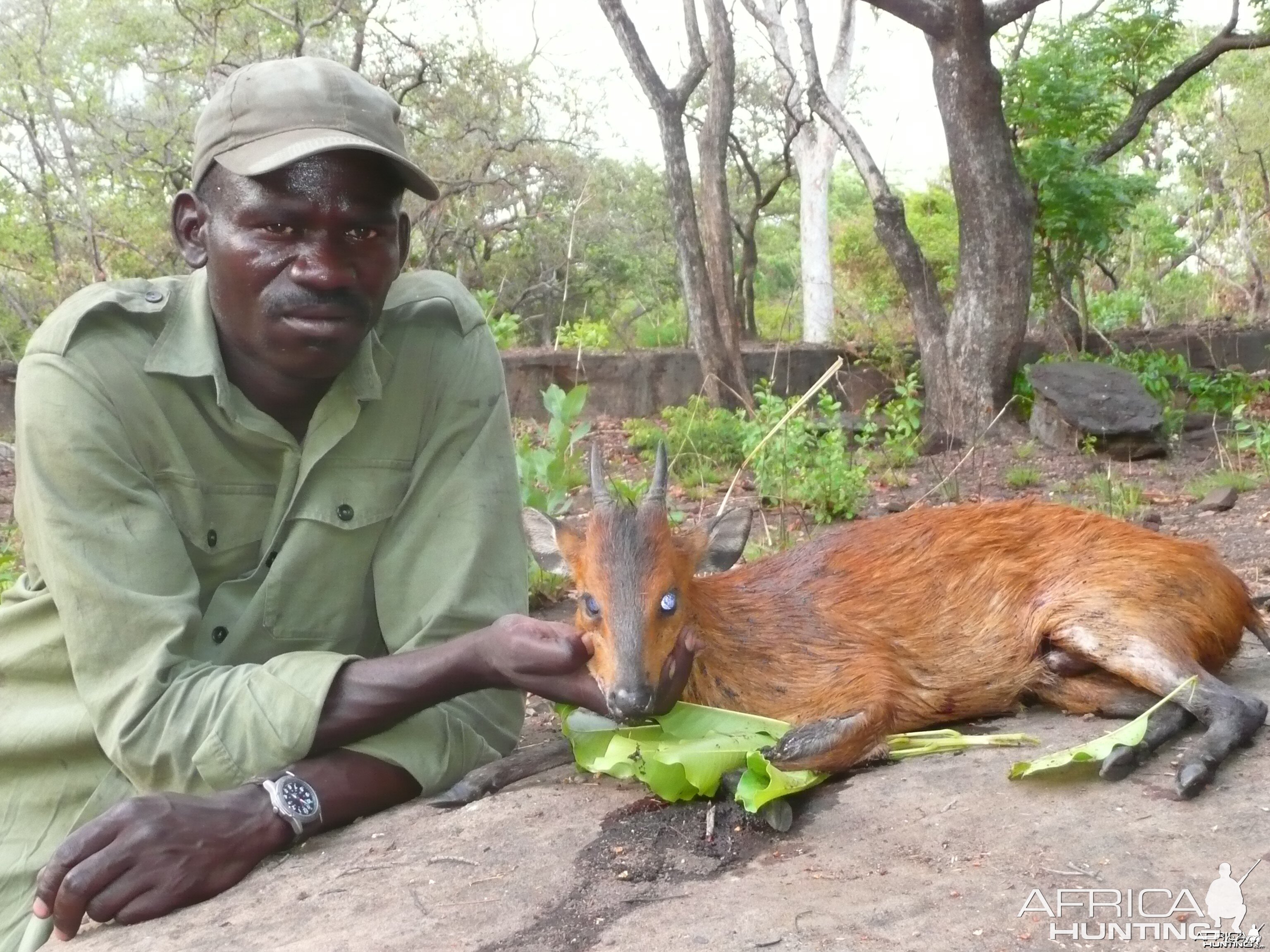 Red flanked duiker hunted in CAR