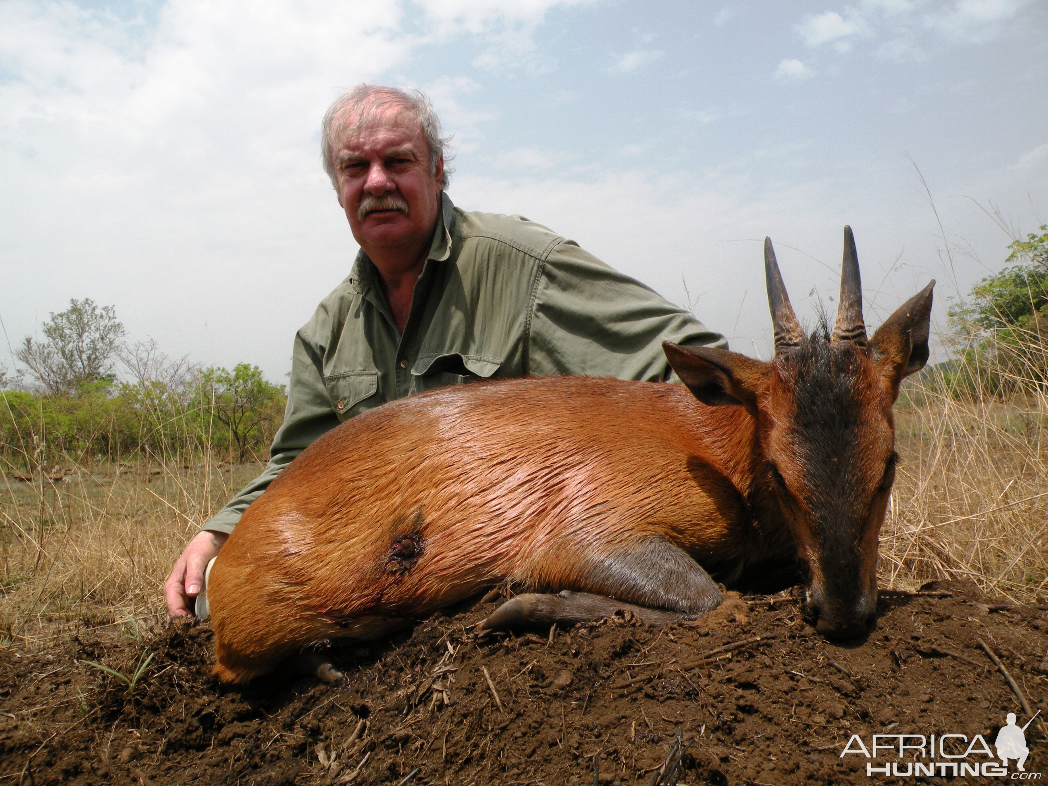 Red flanked duiker