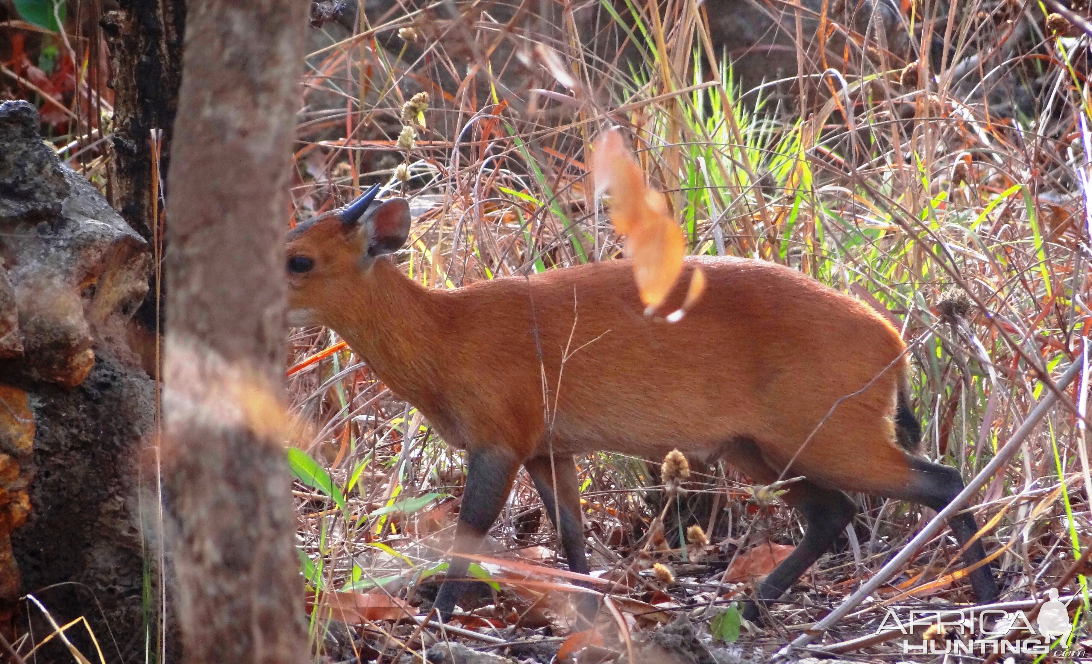 Red flanked duiker