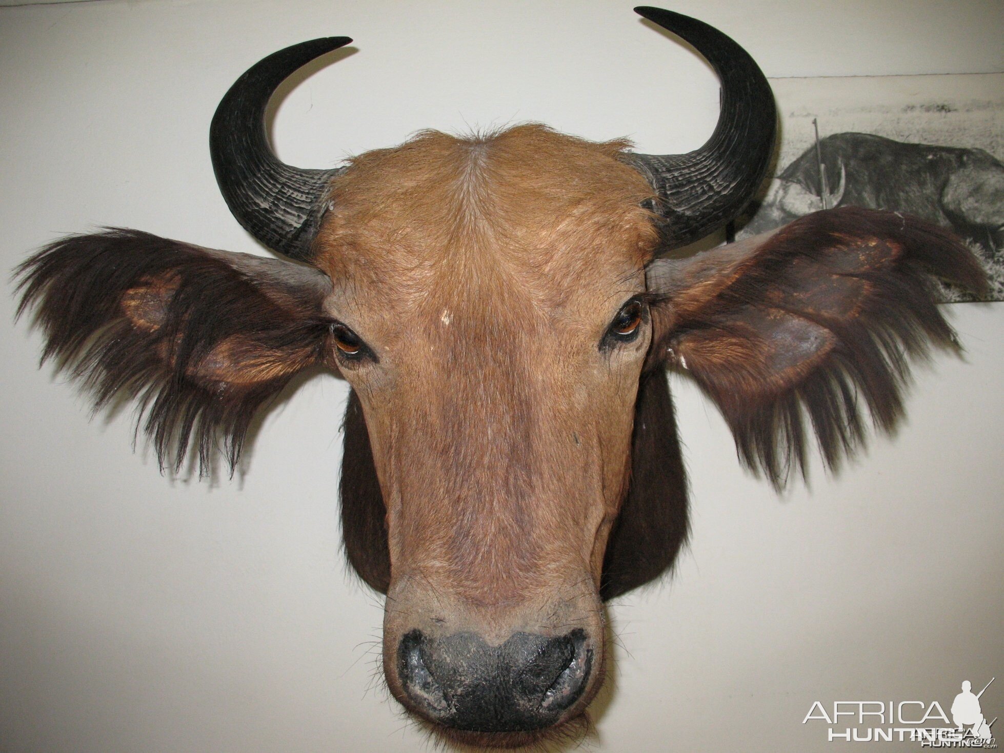 Red Forest Buffalo from Ethiopia