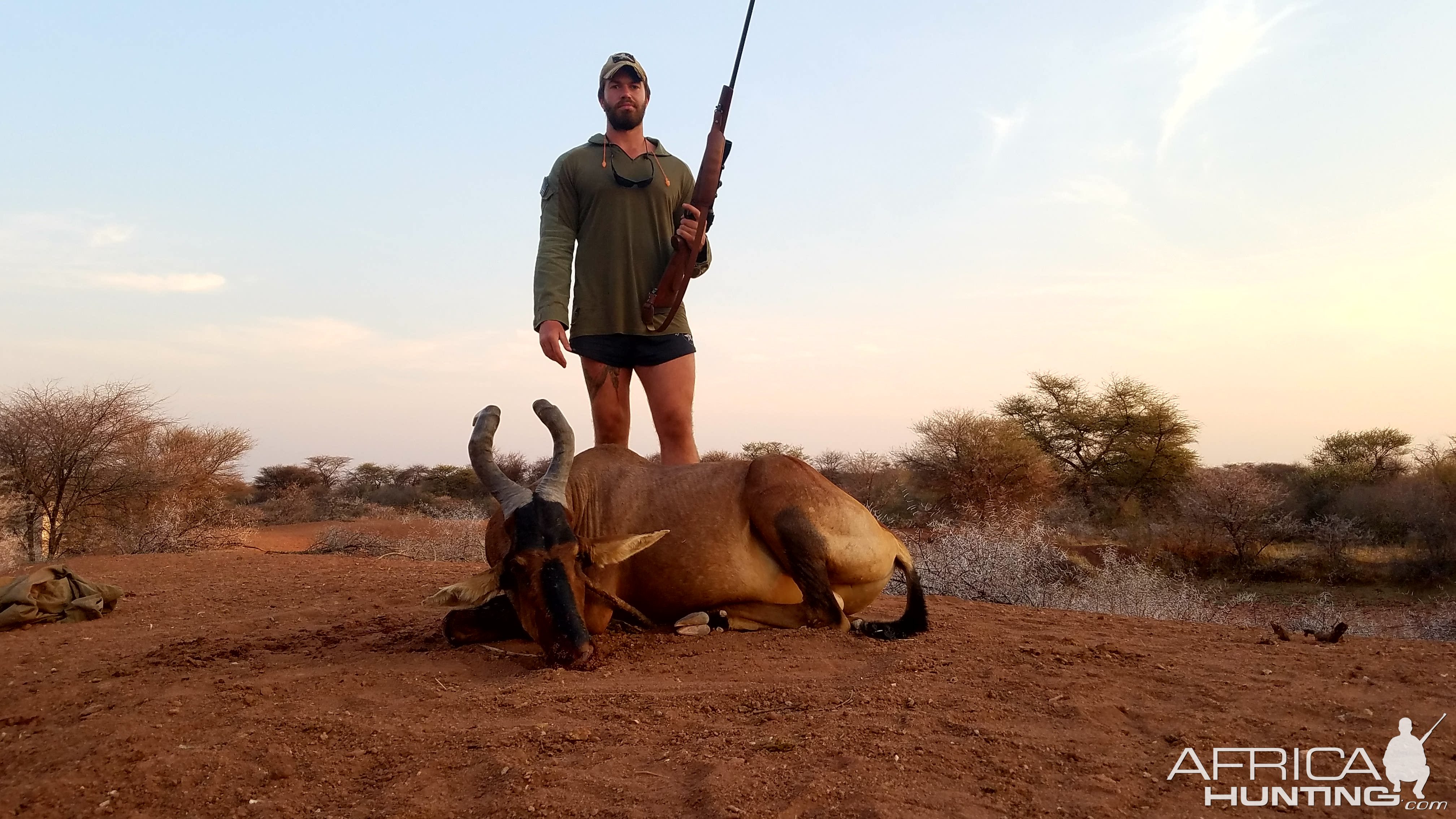 Red Hartbeest Bait Hunt Khaudum National Park Namibia