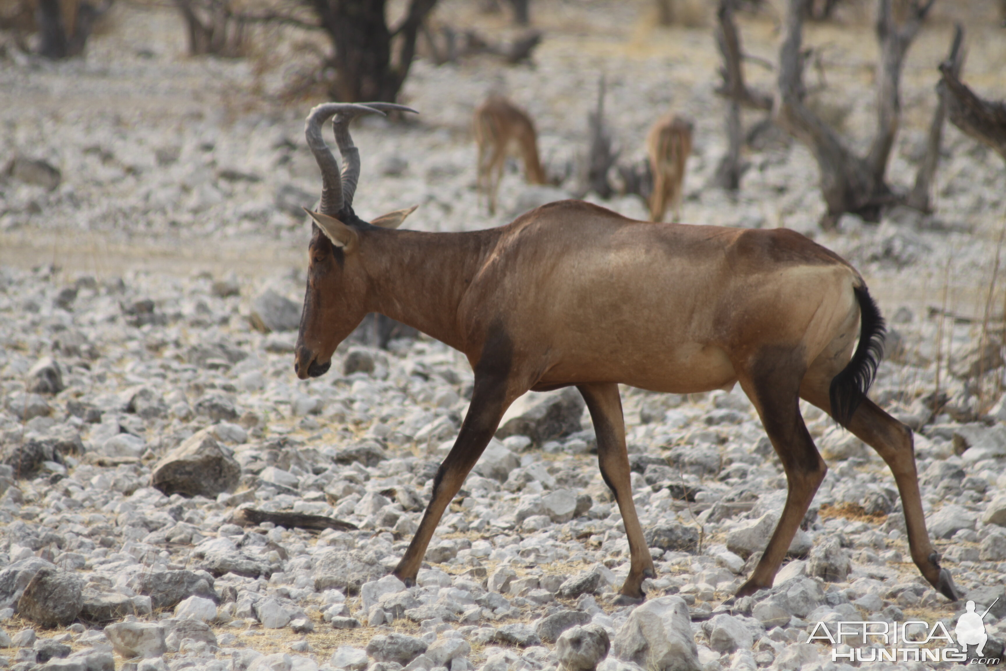 Red Hartebeest at Etosha National Park