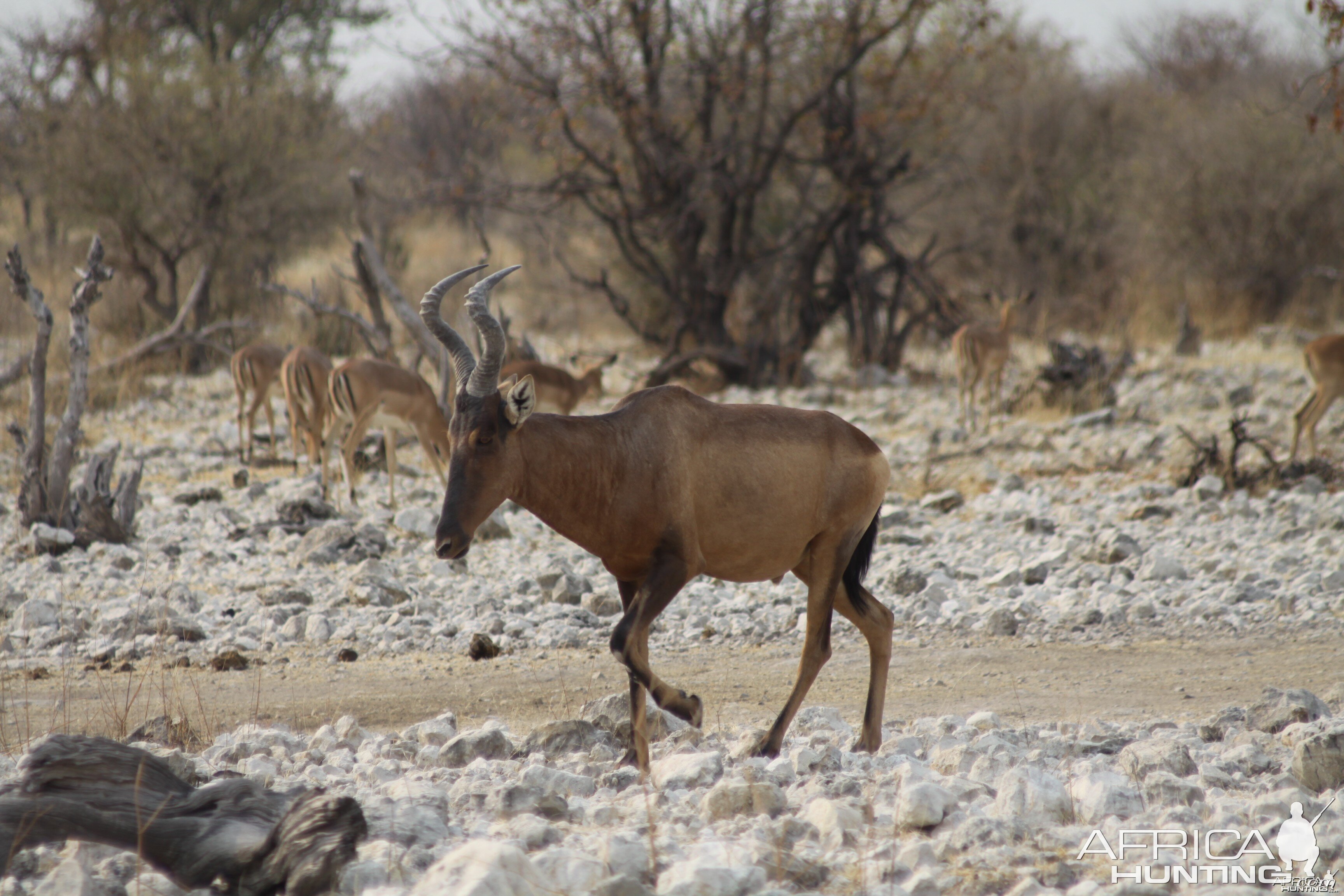 Red Hartebeest at Etosha National Park