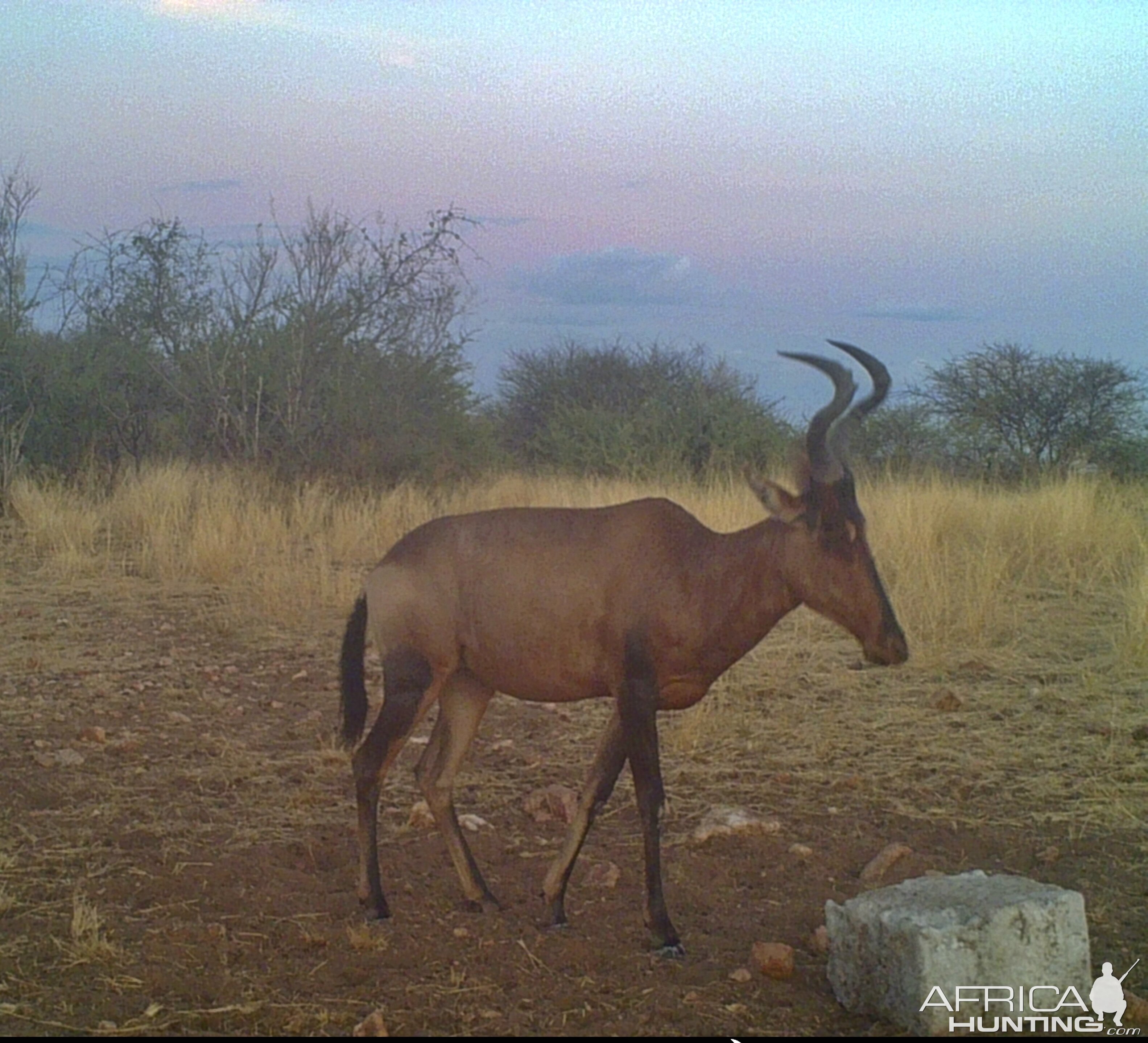 Red Hartebeest At Zana Botes Safari