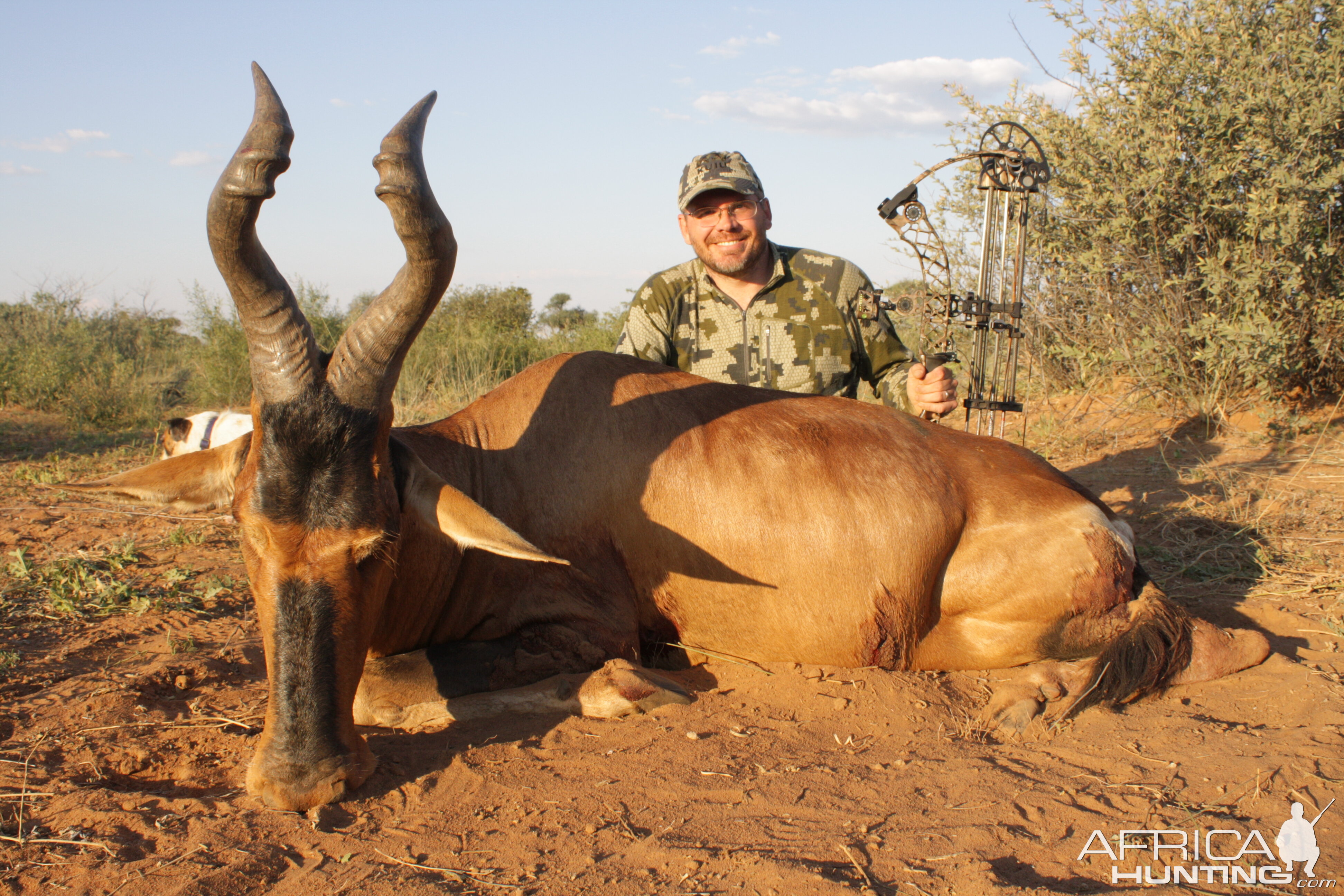 Red Hartebeest Bow Hunt South Africa