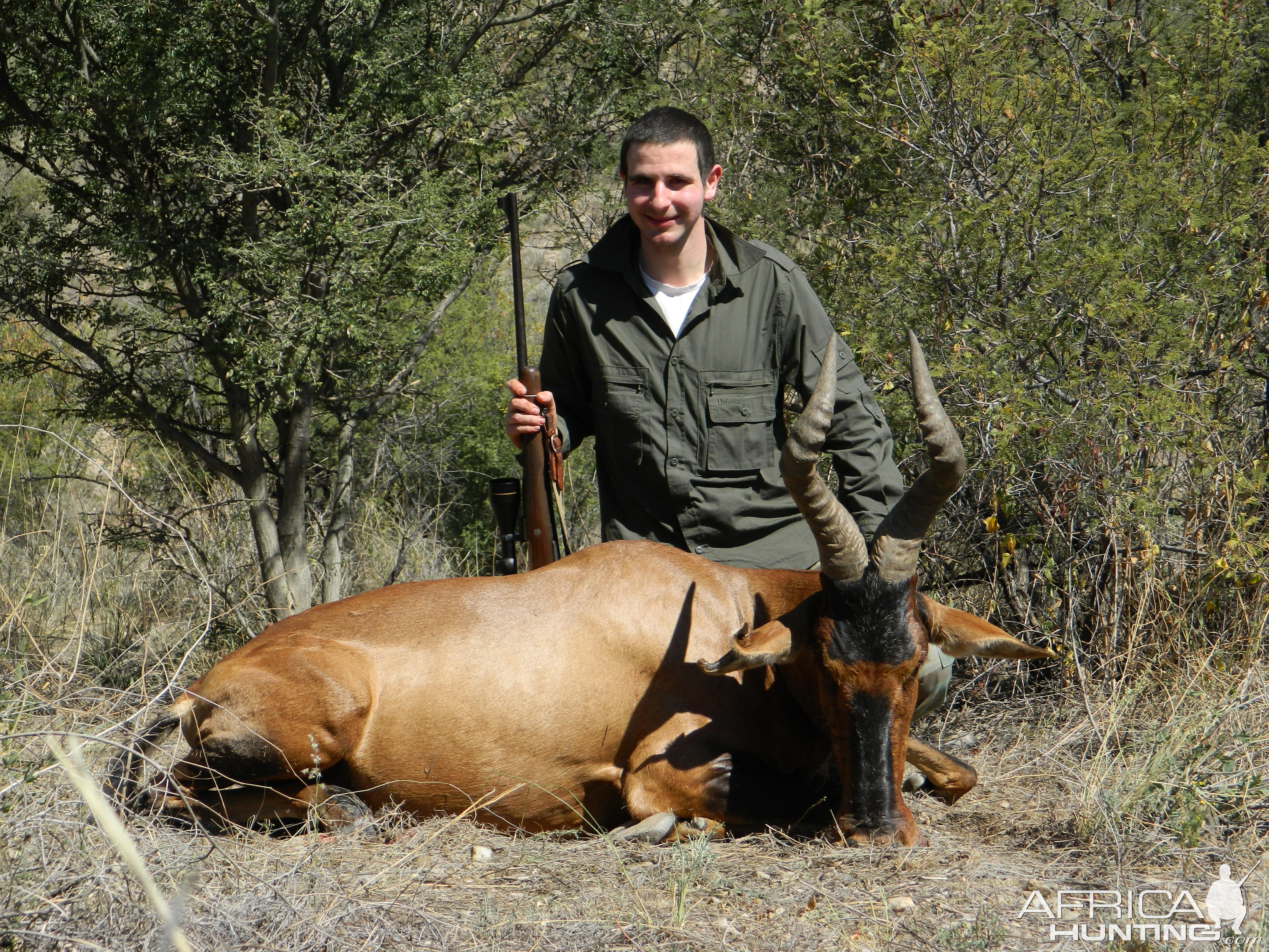 Red Hartebeest from Namibia