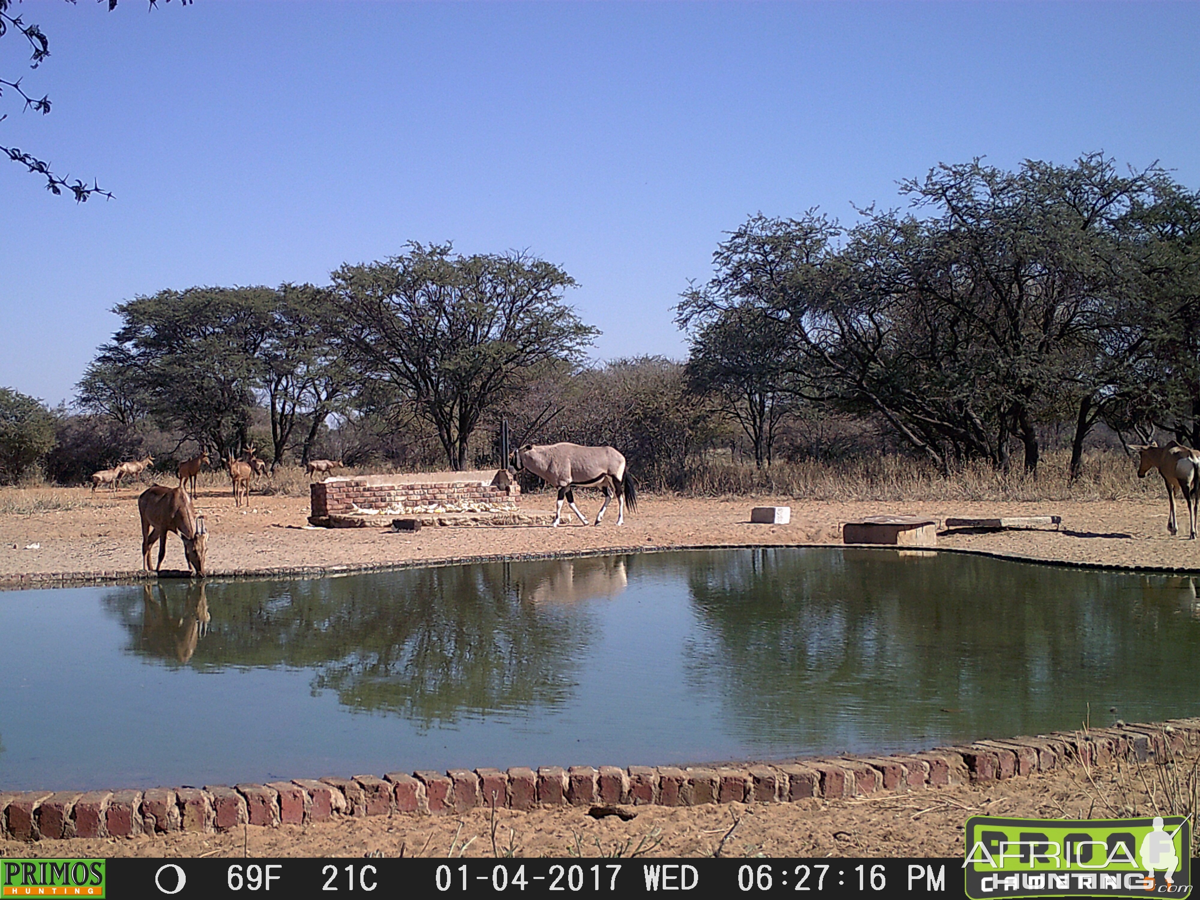 Red Hartebeest & Gemsbok Trail Cam Pictures South Africa