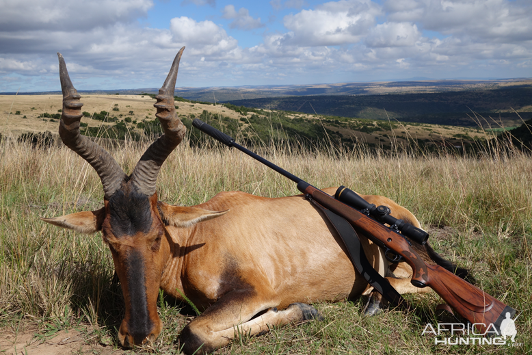 Red Hartebeest Hunt Eastern Cape South Africa