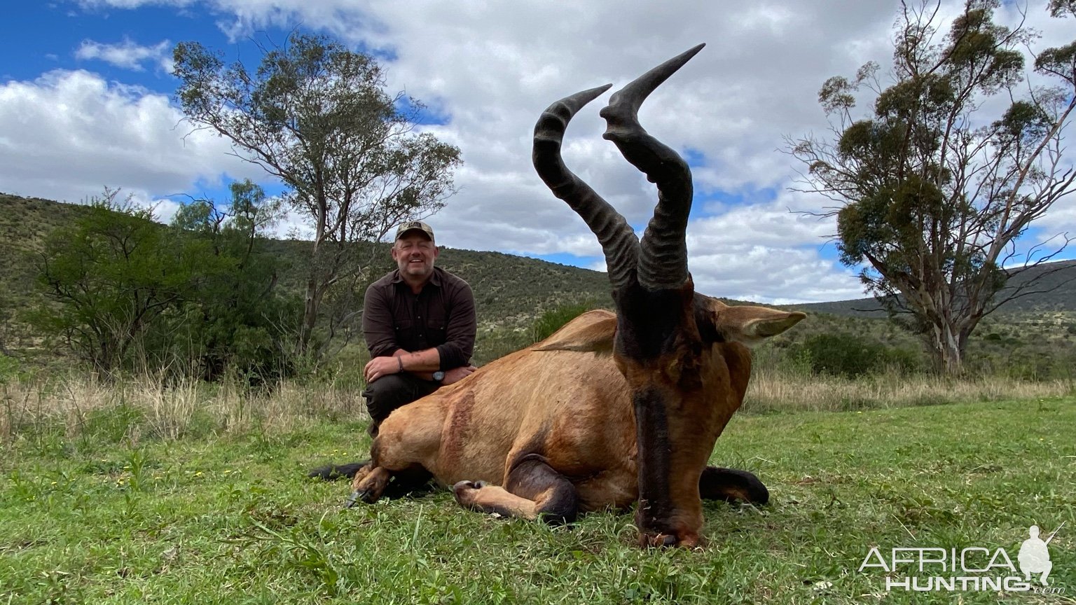 Red Hartebeest Hunt Eastern Cape South Africa