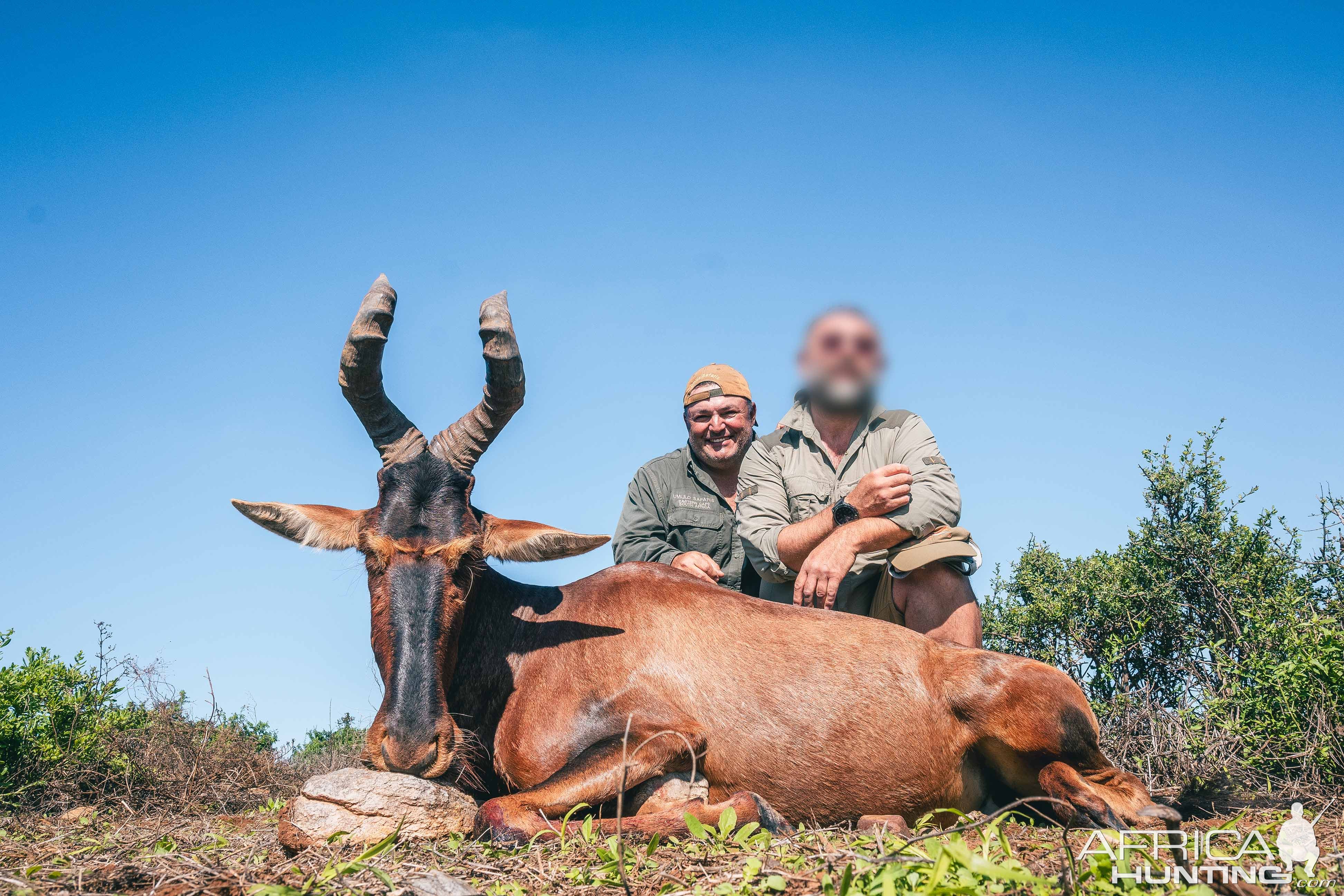 Red Hartebeest  Hunt Eastern Cape South Africa