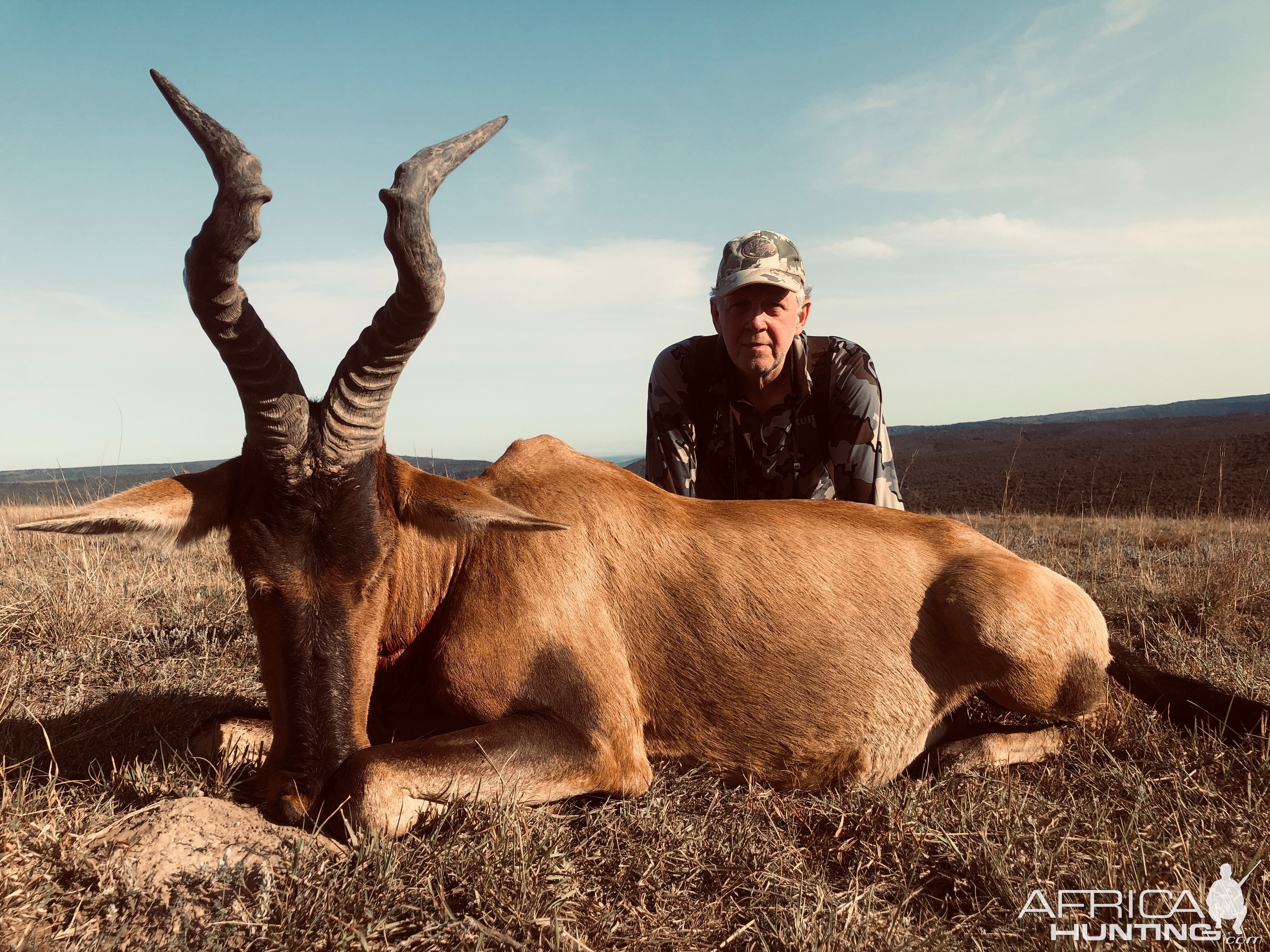 Red Hartebeest Hunt Eastern Cape South Africa