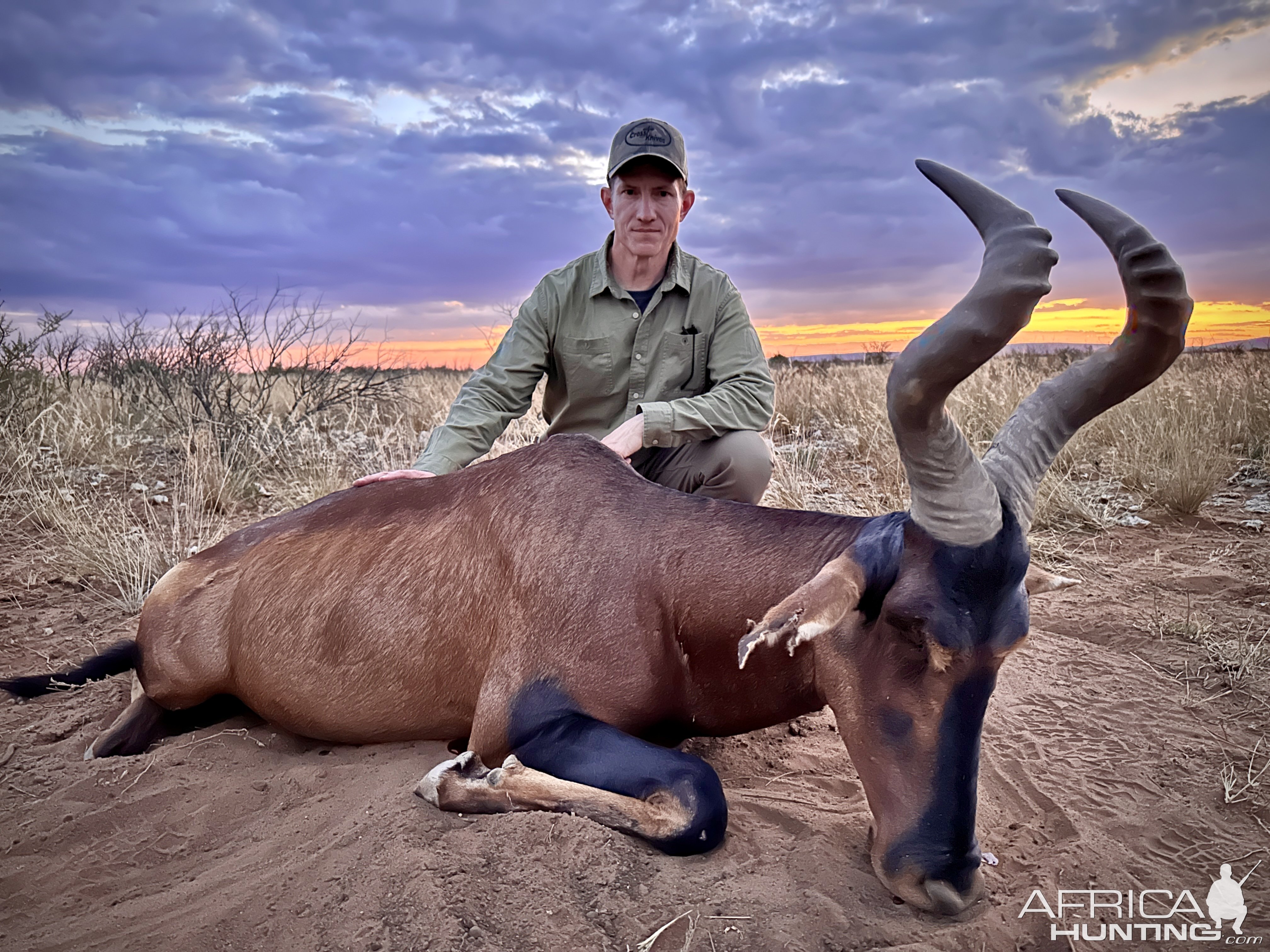 Red Hartebeest Hunt Namibia