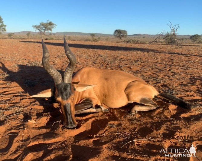 Red Hartebeest Hunt Namibia