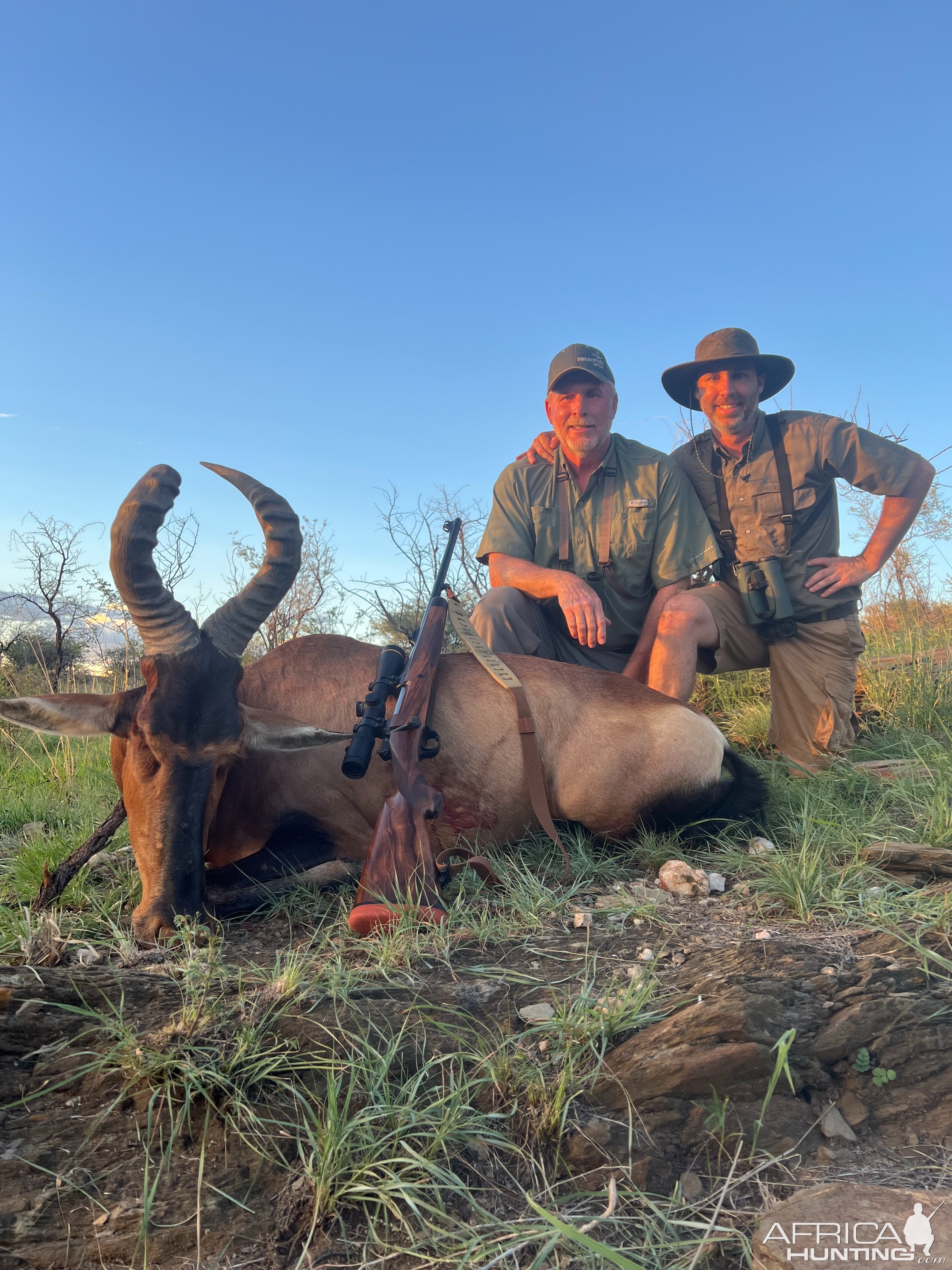 Red Hartebeest Hunt Namibia