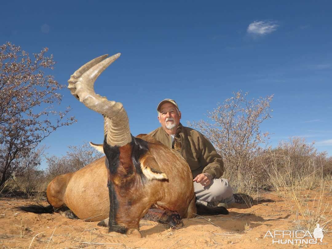 Red Hartebeest Hunt Namibia