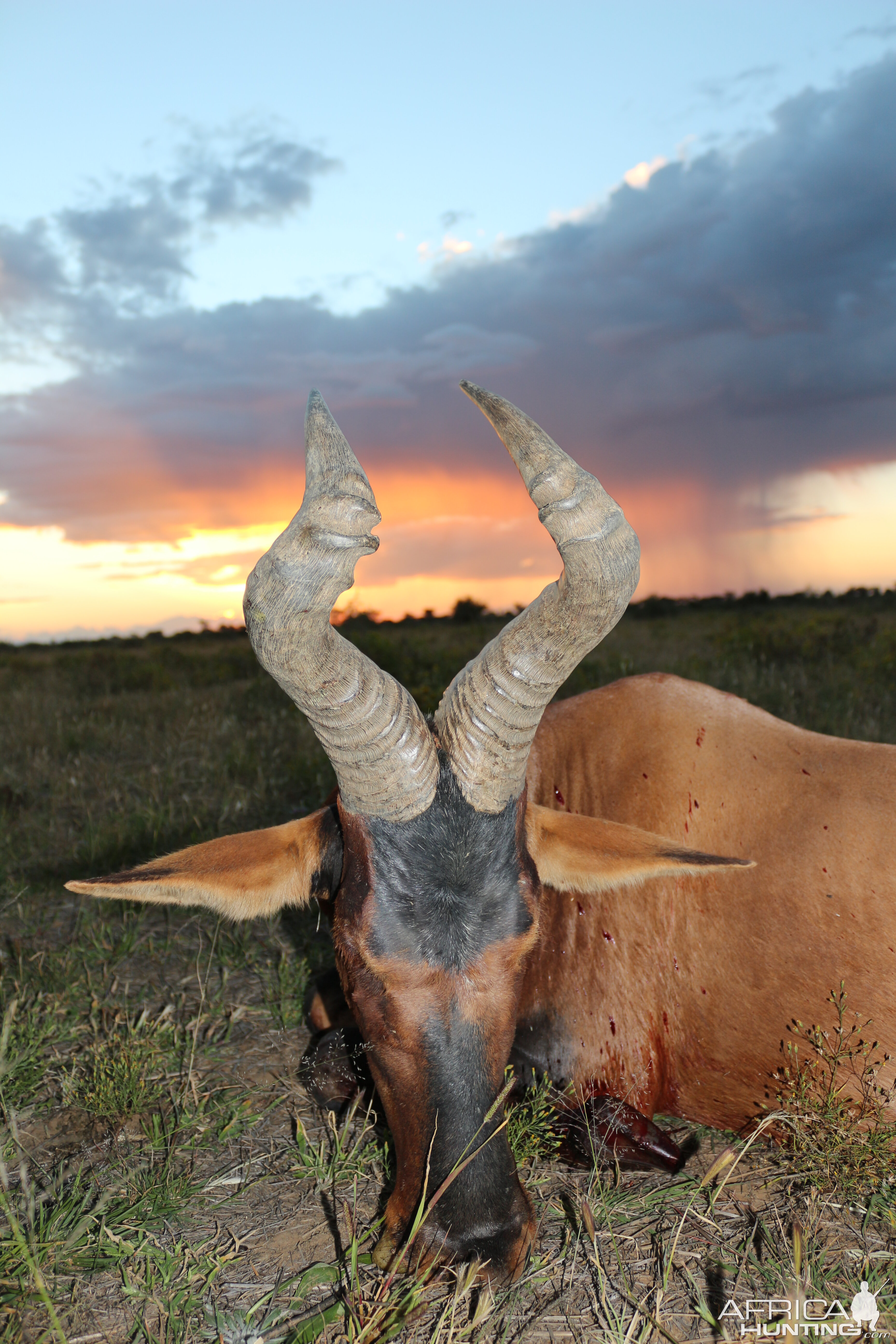 Red Hartebeest Hunt Namibia