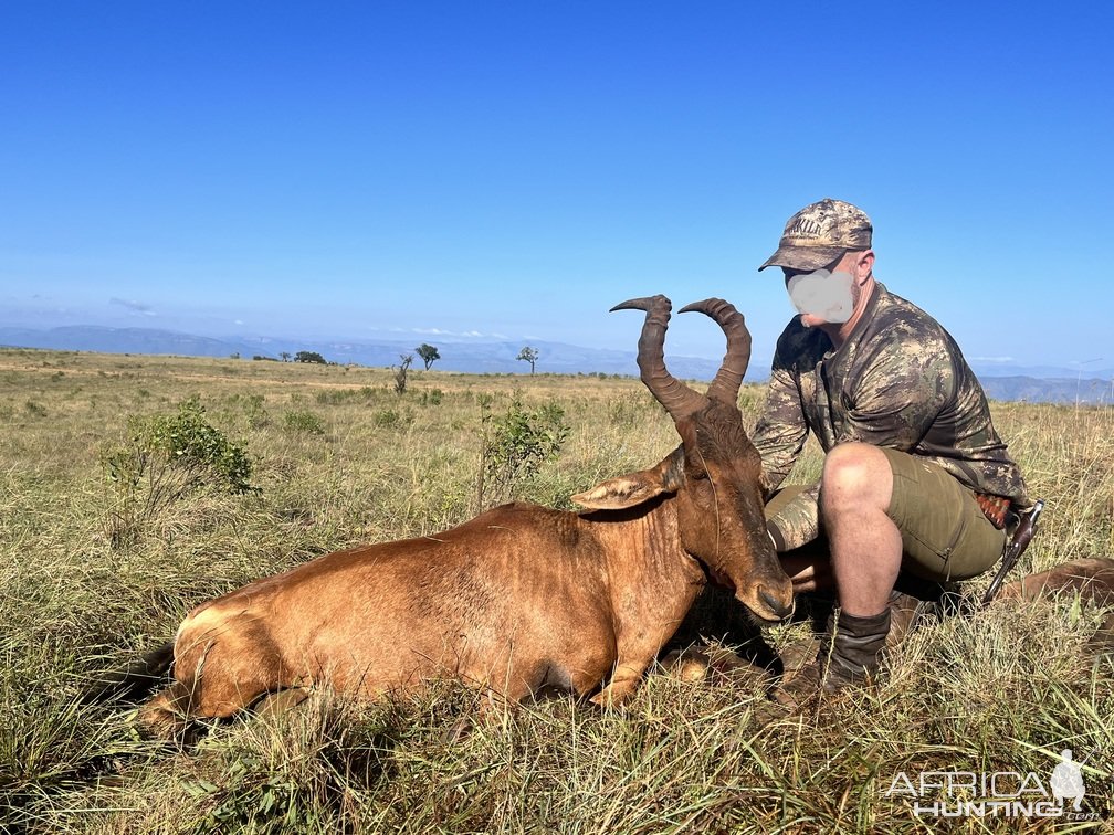 Red Hartebeest Hunt South Africa