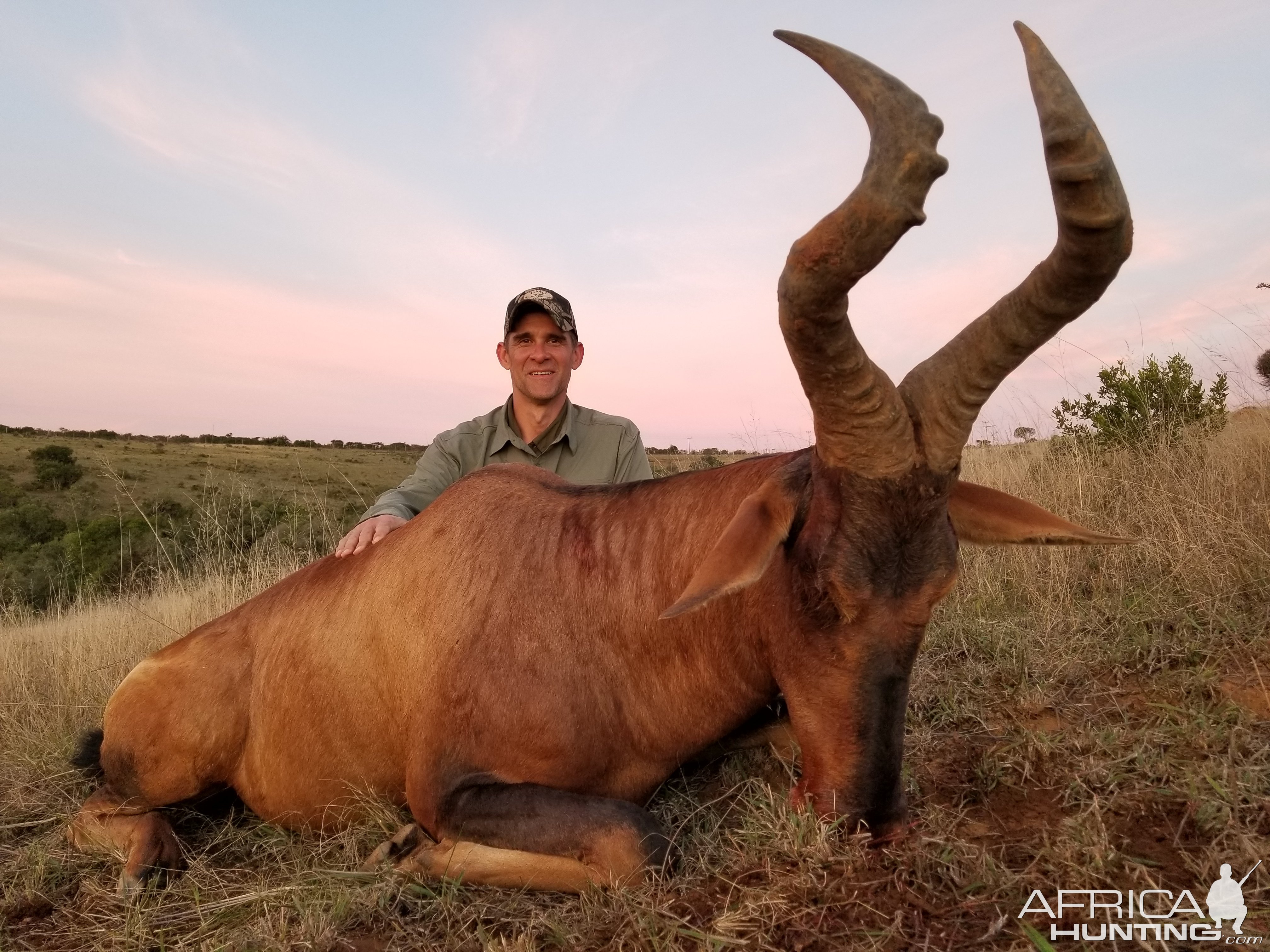 Red Hartebeest Hunt South Africa